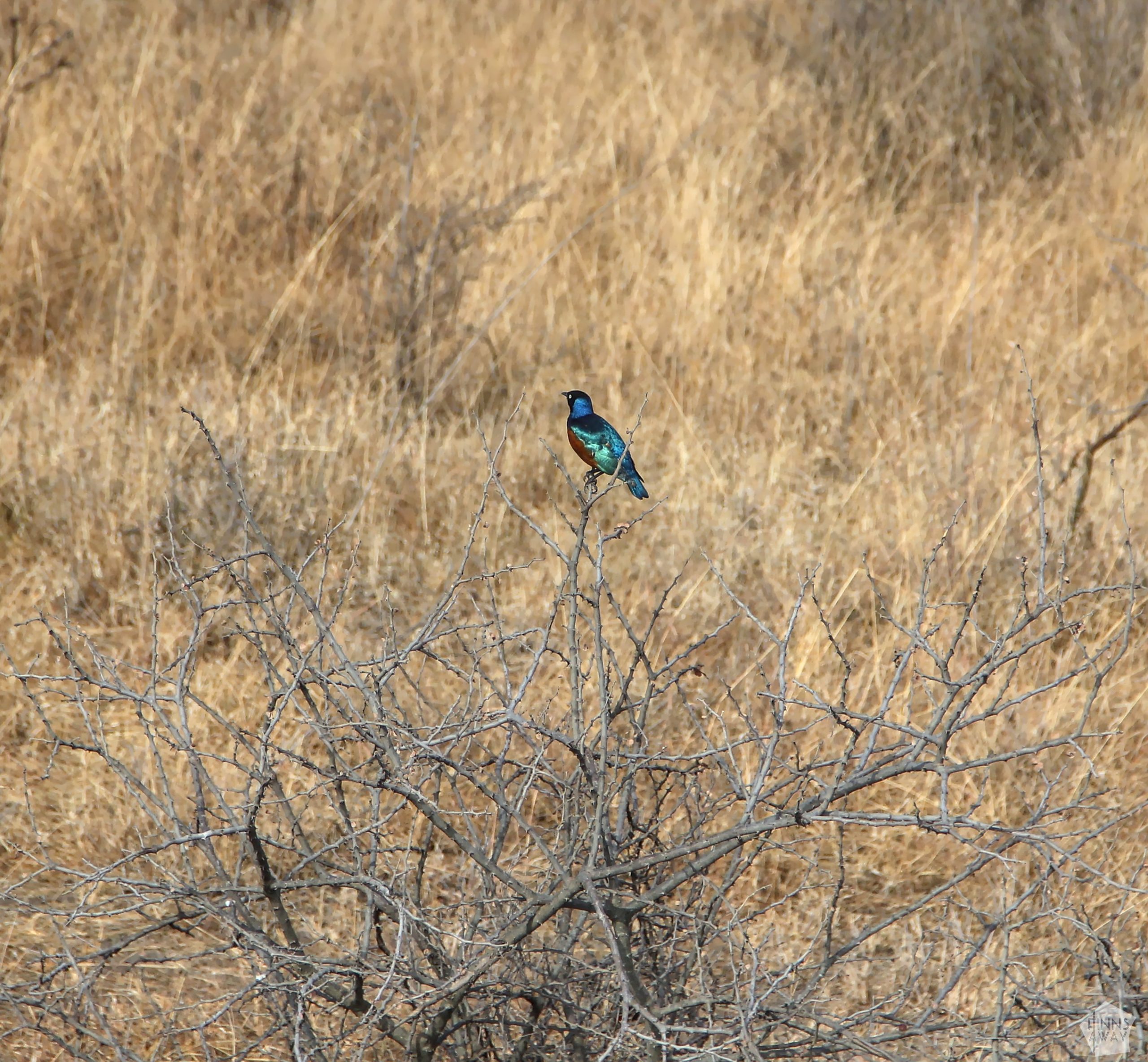 Superb starling | Nairobi National Park, Kenya | FinnsAway blog