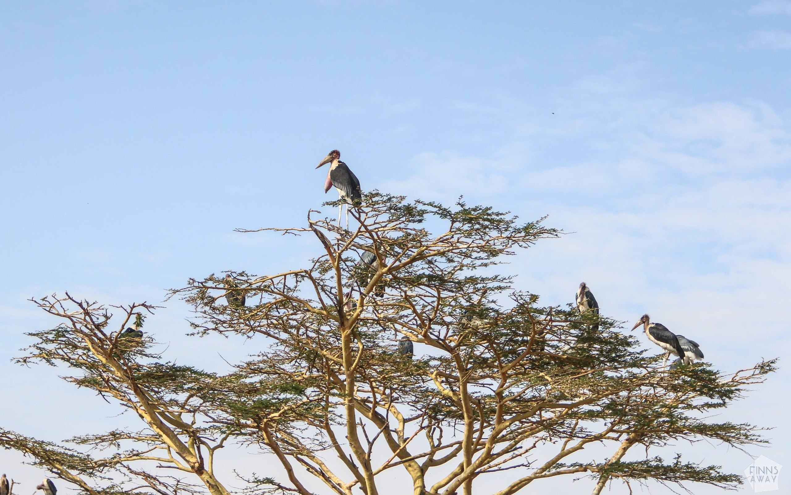 Marabou storks | Nairobi National Park, Kenya | FinnsAway blog
