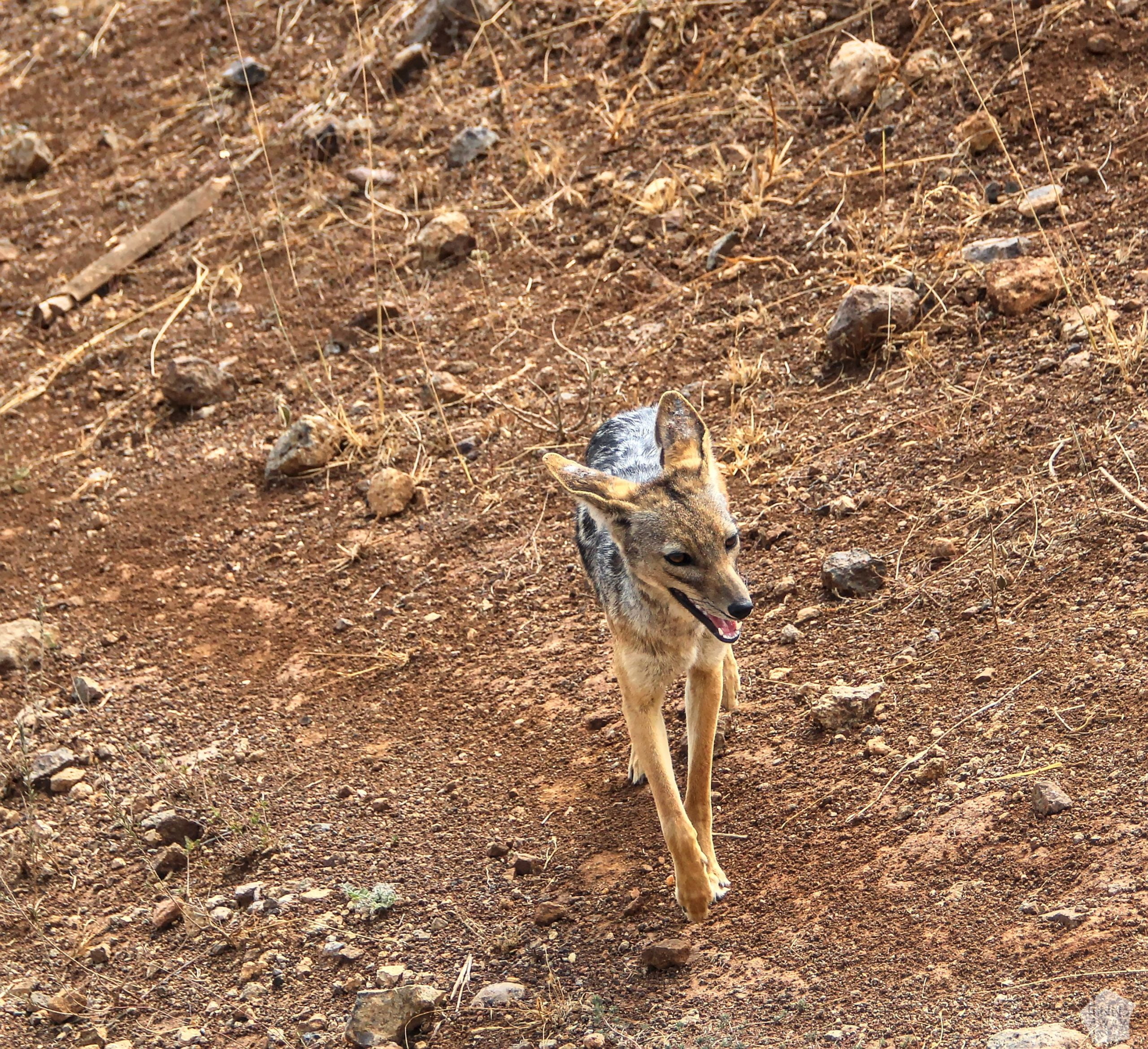 Black-backed jackal | Nairobi National Park, Kenya | FinnsAway blog