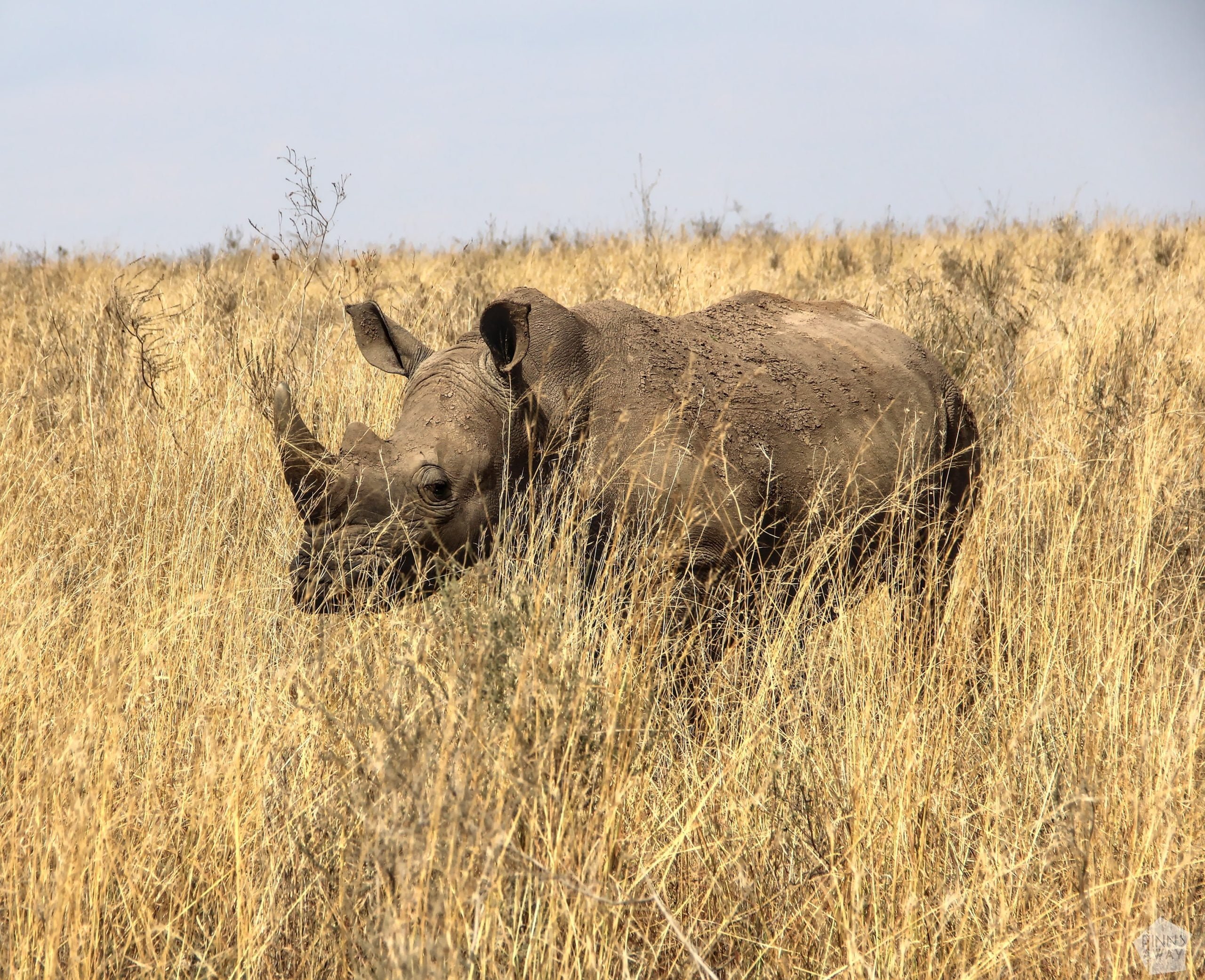 White rhino | Nairobi National Park, Kenya | FinnsAway blog