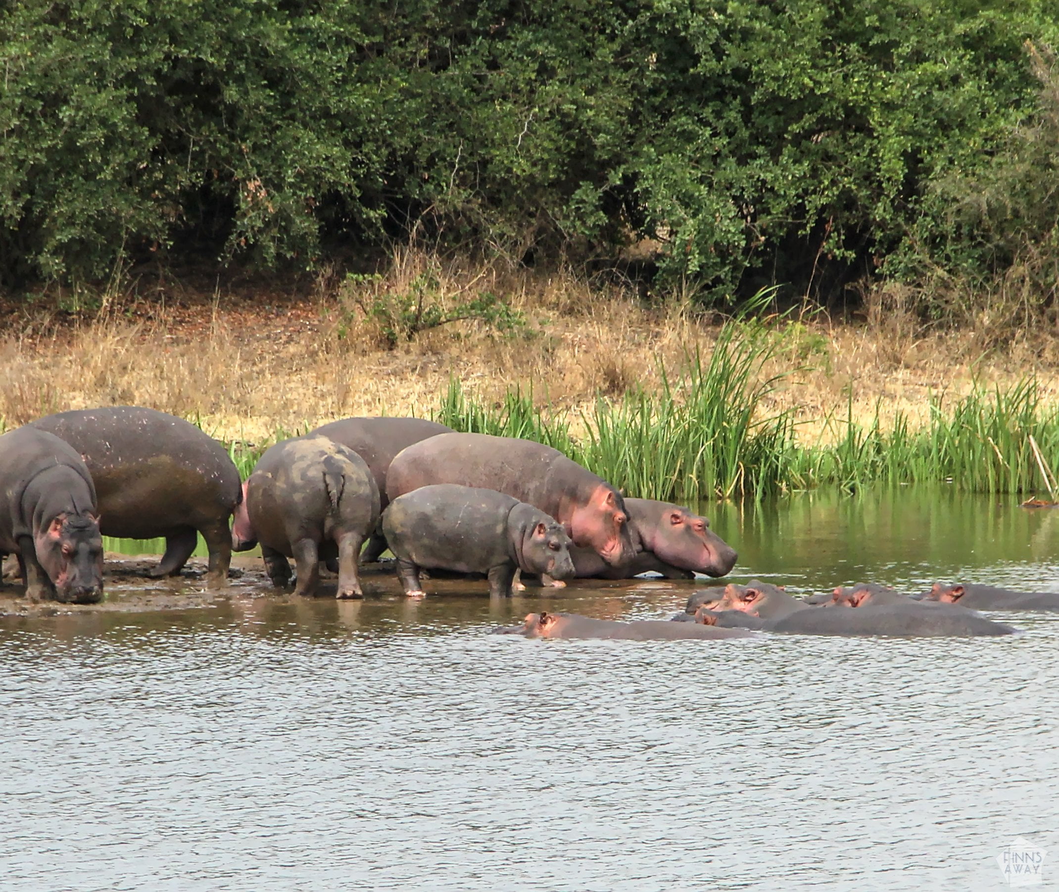 Hippos | Nairobi National Park, Kenya | FinnsAway blog