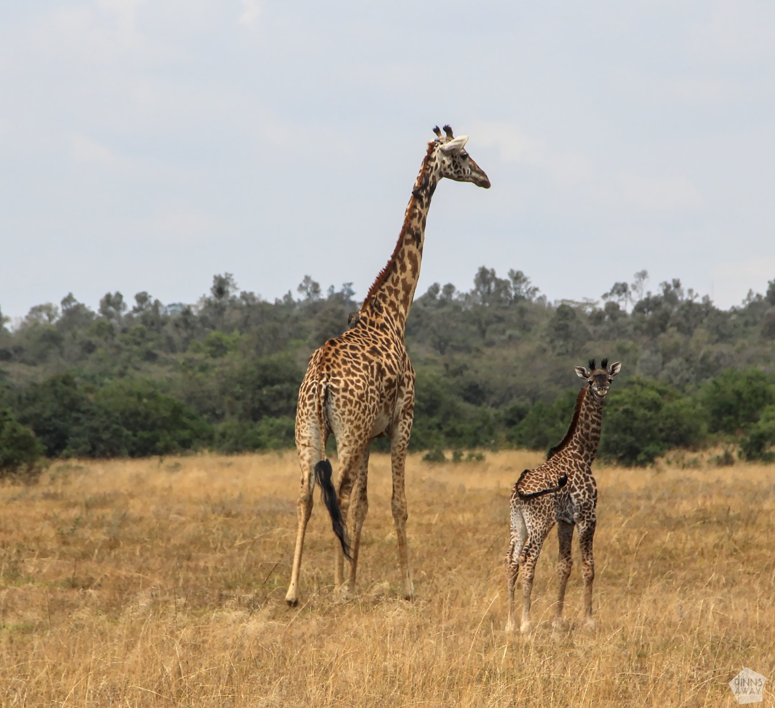 Masai giraffe with a calf | Nairobi National Park, Kenya | FinnsAway blog