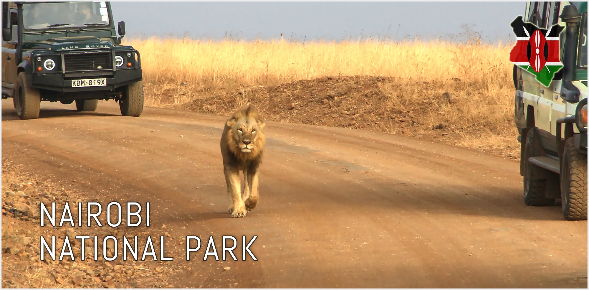 Lion and safari cars | Nairobi National Park, Kenya | FinnsAway blog
