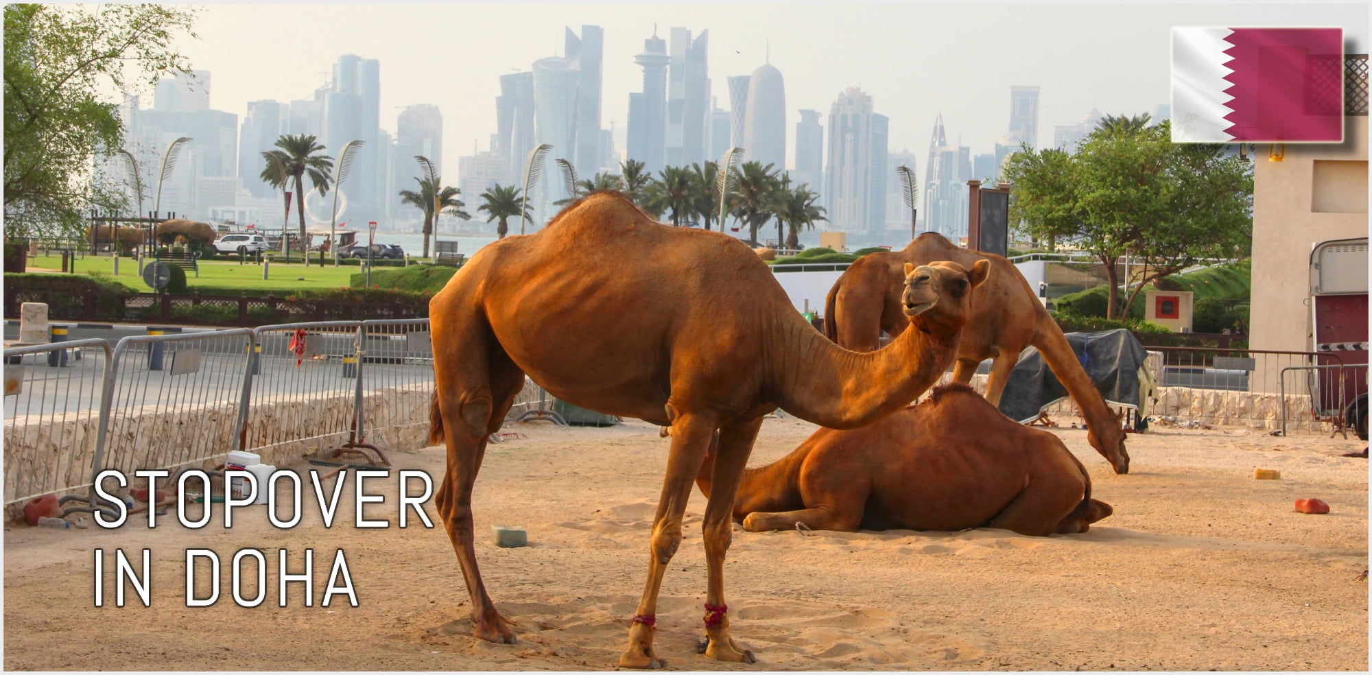 Camels with Doha skyline in the background | FinnsAway travel blog