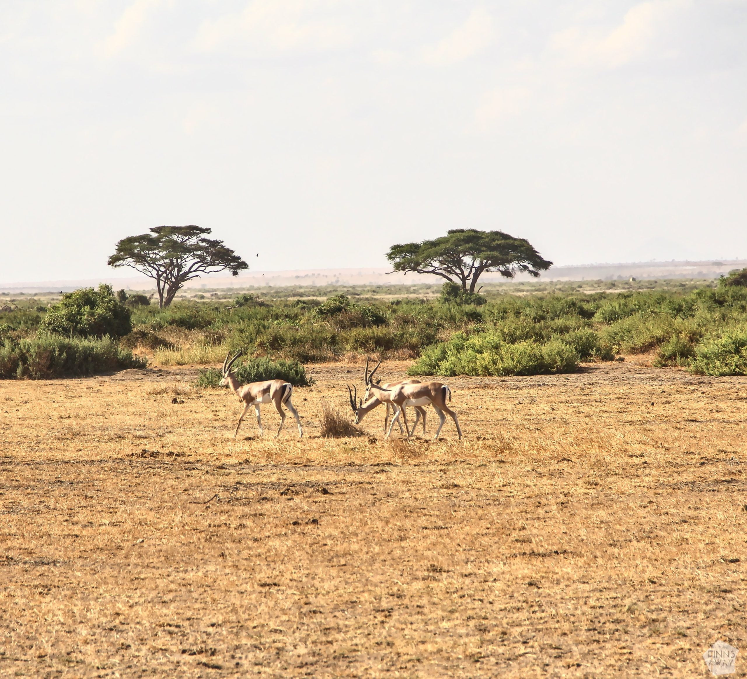 Antelopes in Kenya | FinnsAway travel blog