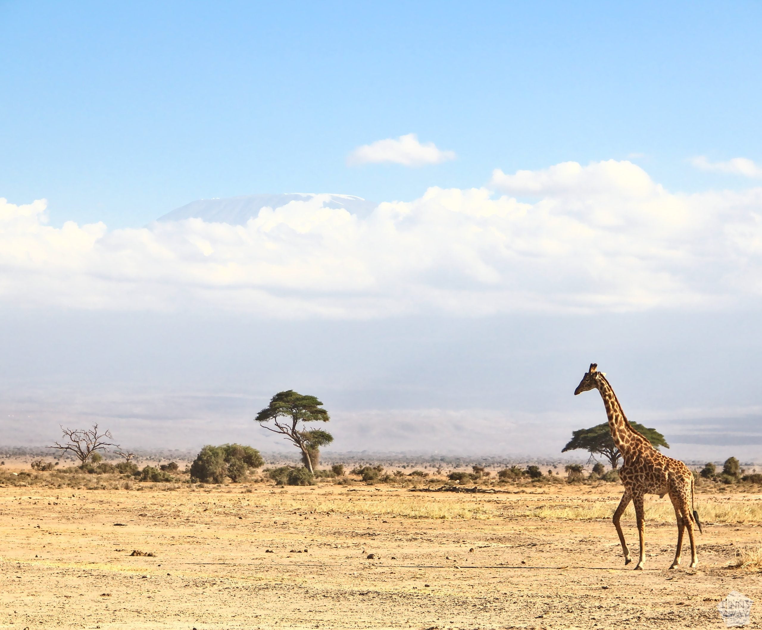 Giraffe with Kilimanjaro in the background | 2-day safari in Amboseli National Park, Kenya | FinnsAway
