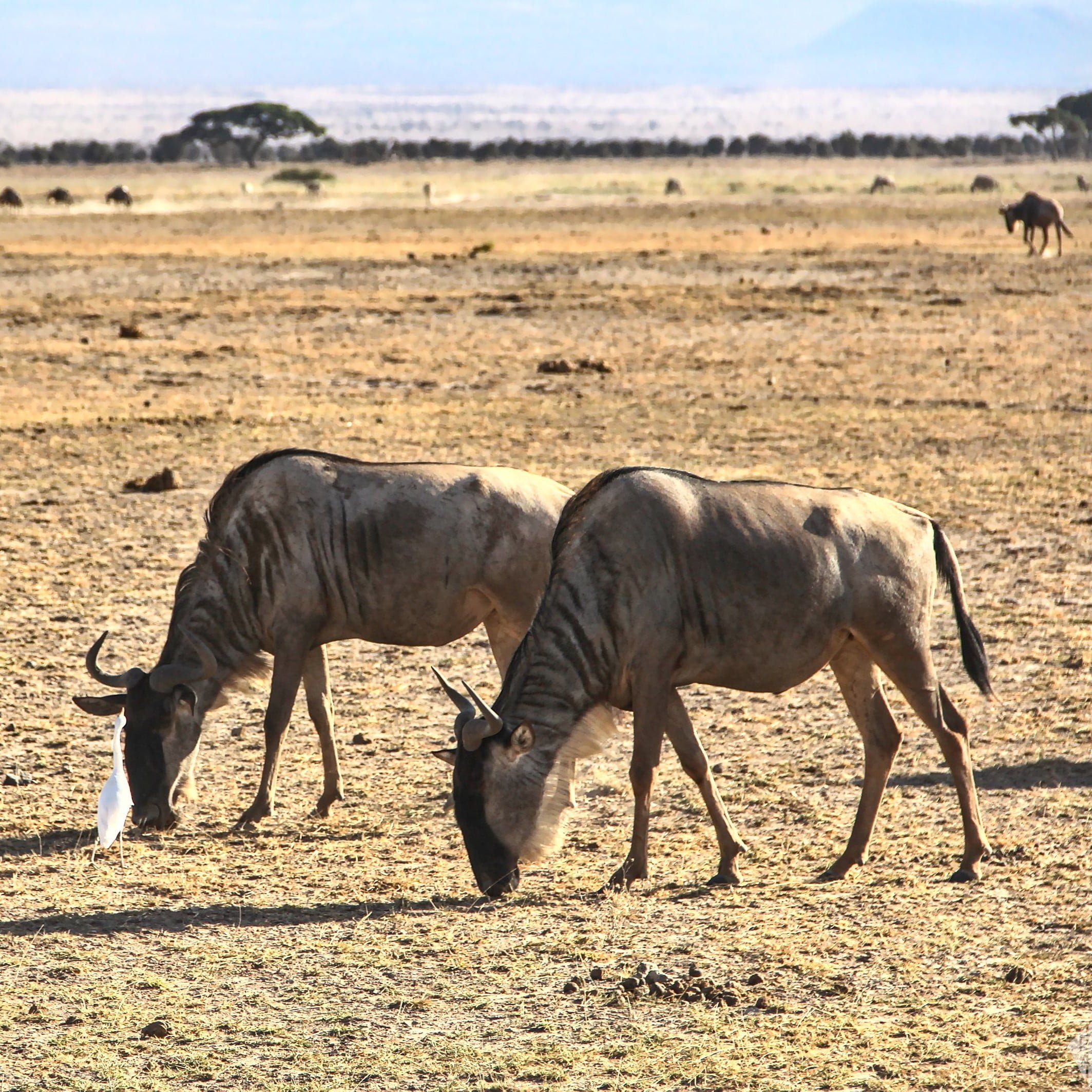 Blue wildebeests | 2-day safari in Amboseli National Park, Kenya | FinnsAway