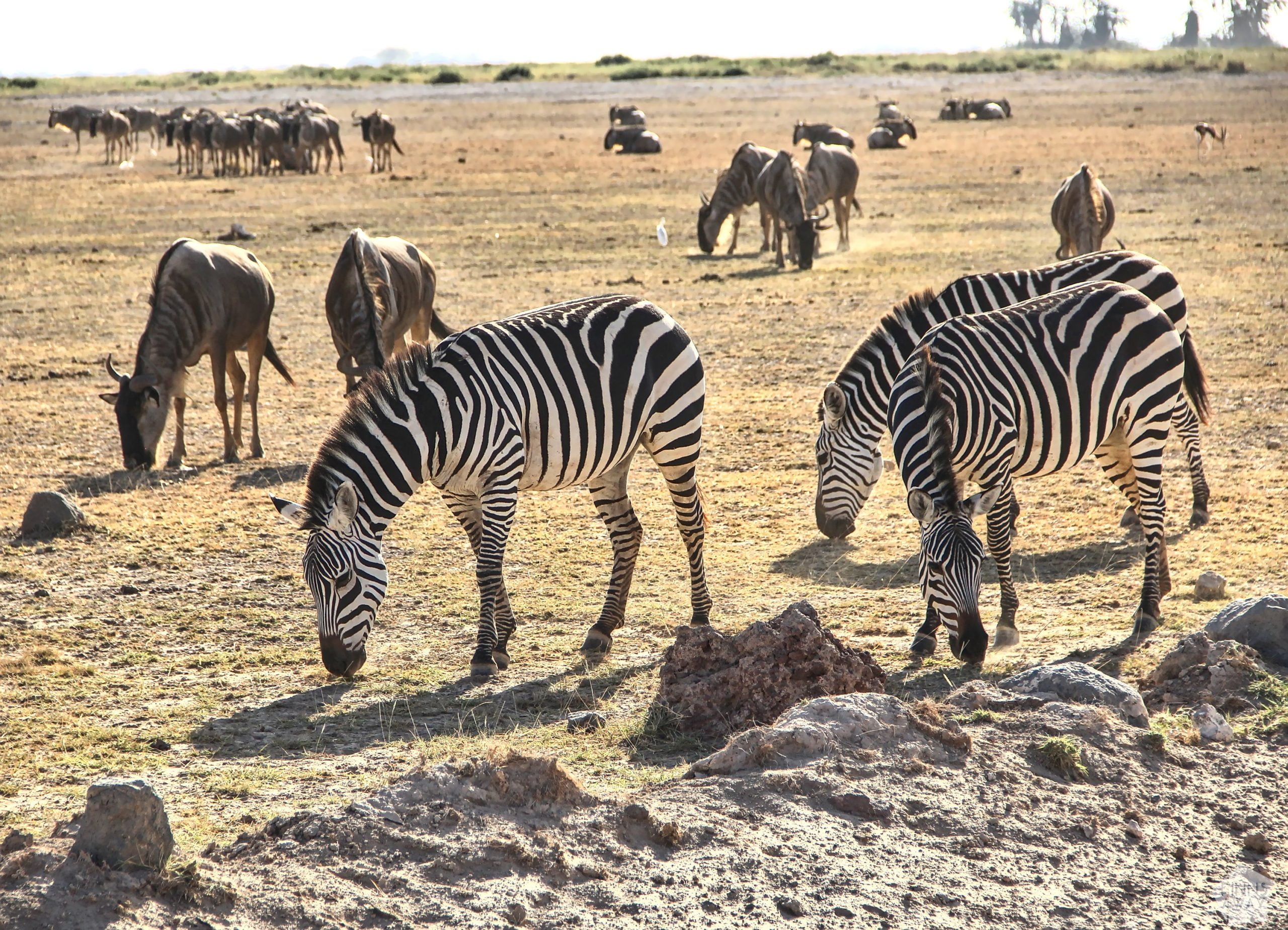 Zebras | 2-day safari in Amboseli National Park, Kenya | FinnsAway