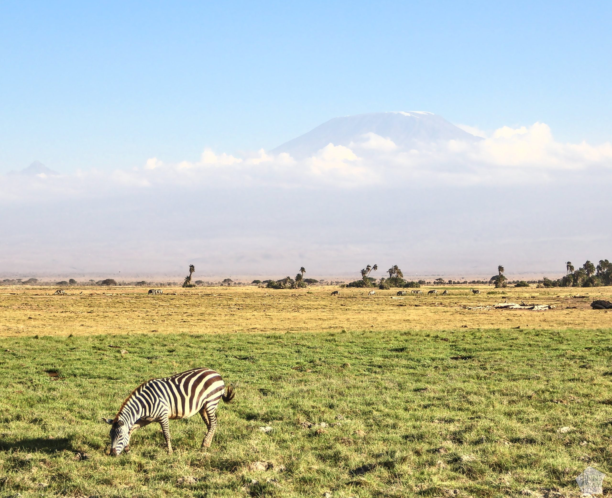 Zebra with Kilimanjaro in the background | 2-day safari in Amboseli National Park, Kenya | FinnsAway