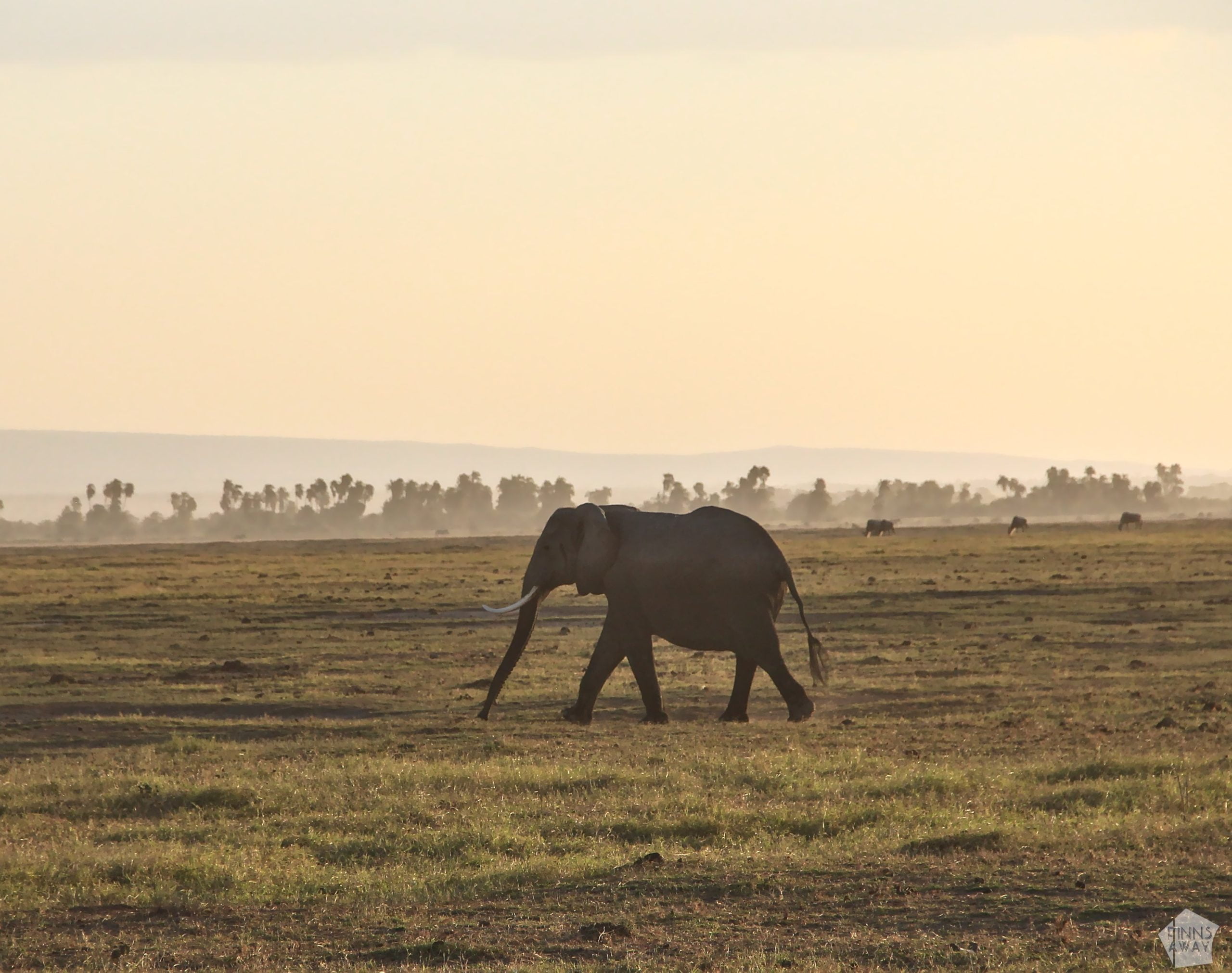 Elephant at dusk | 2-day safari in Amboseli National Park, Kenya | FinnsAway