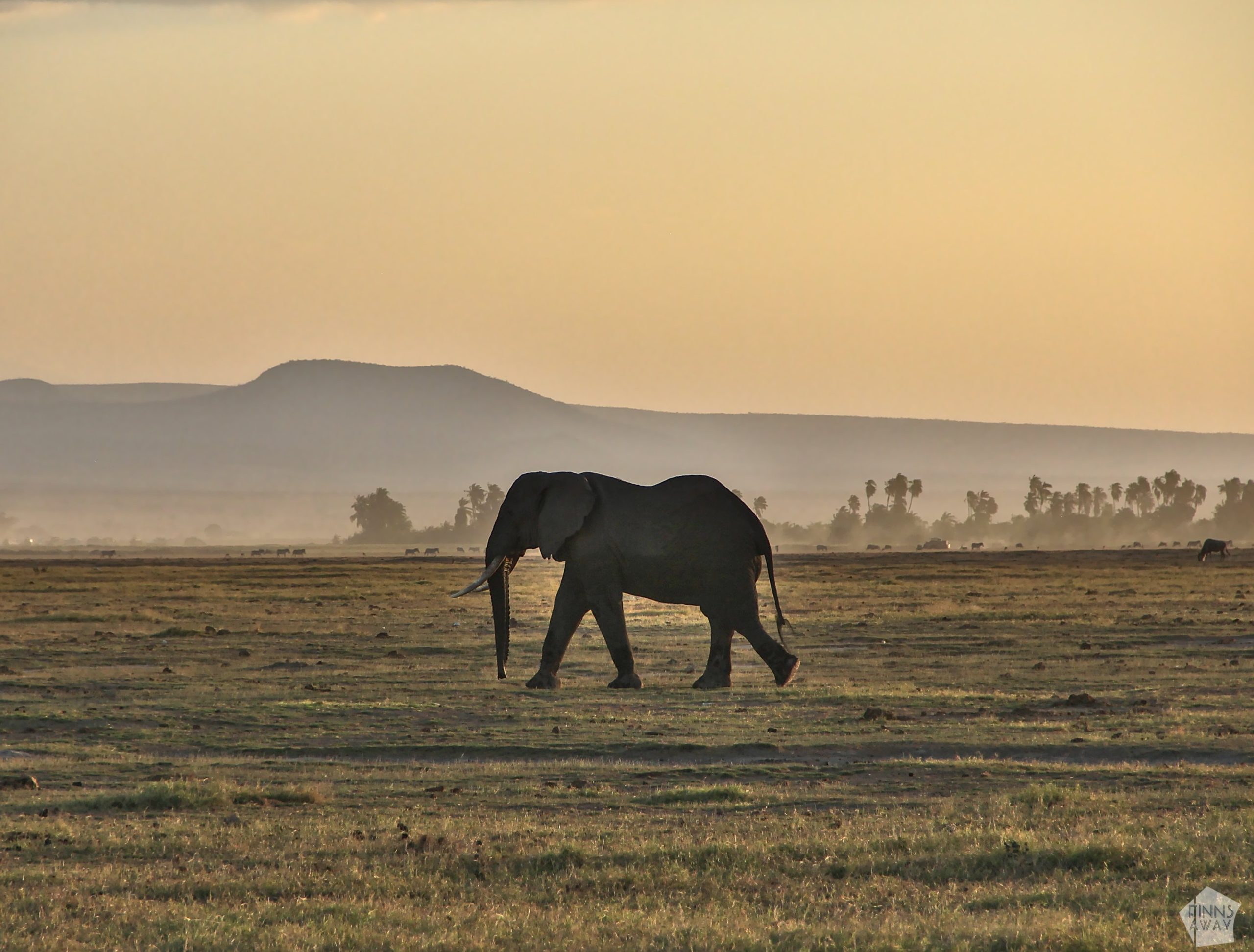 Elephant in sunset | 2-day safari in Amboseli National Park, Kenya | FinnsAway