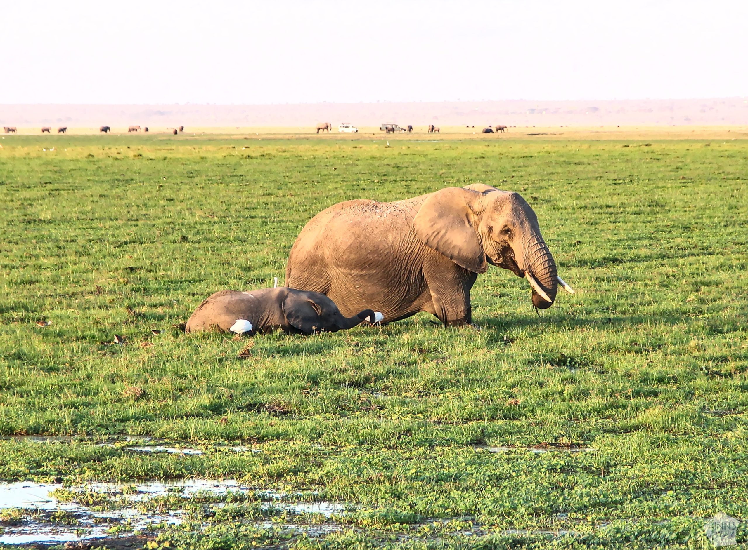 Elephants in wetlands | 2-day safari in Amboseli National Park, Kenya | FinnsAway