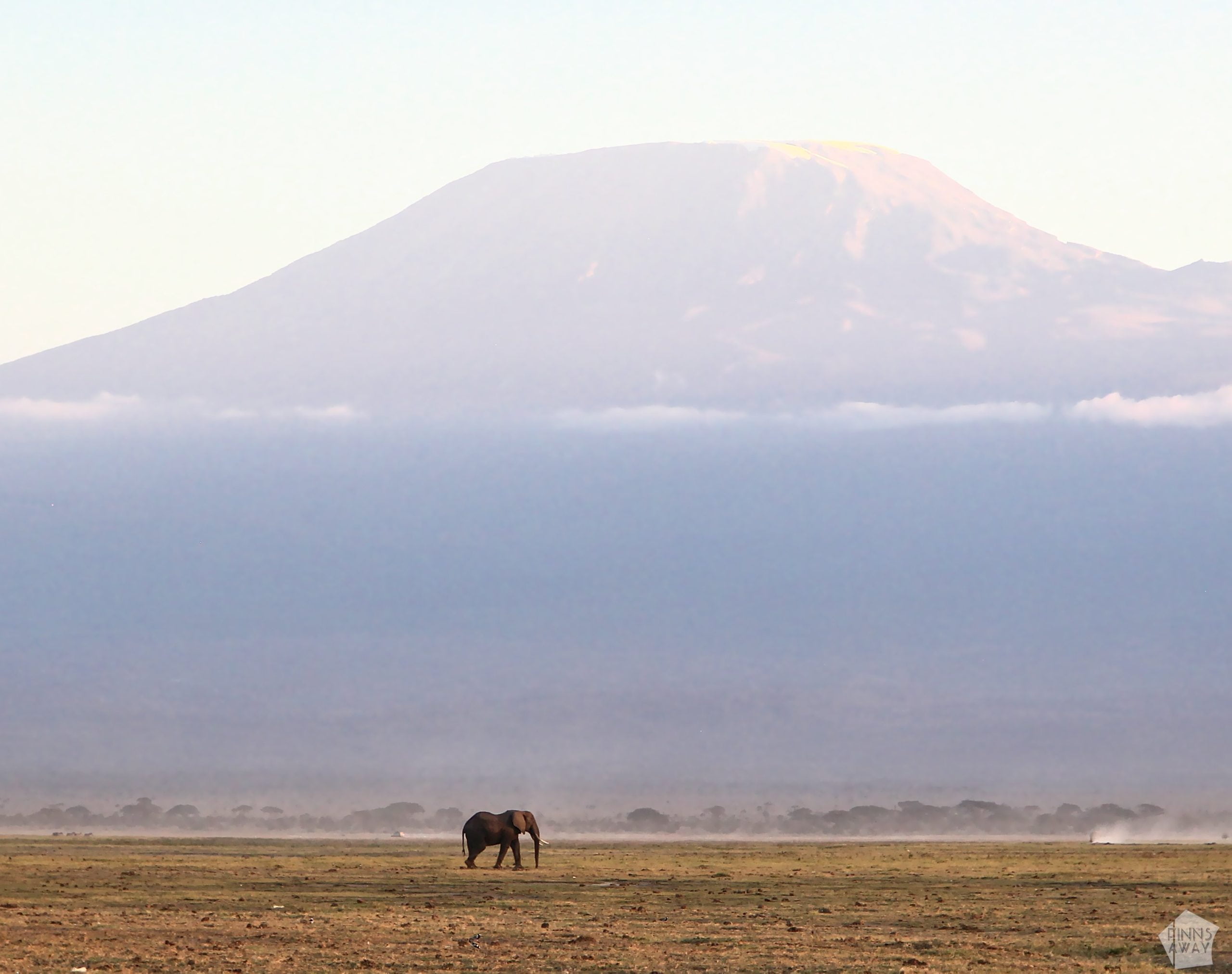 Elephant with Kilimanjaro in the background | 2-day safari in Amboseli National Park, Kenya | FinnsAway
