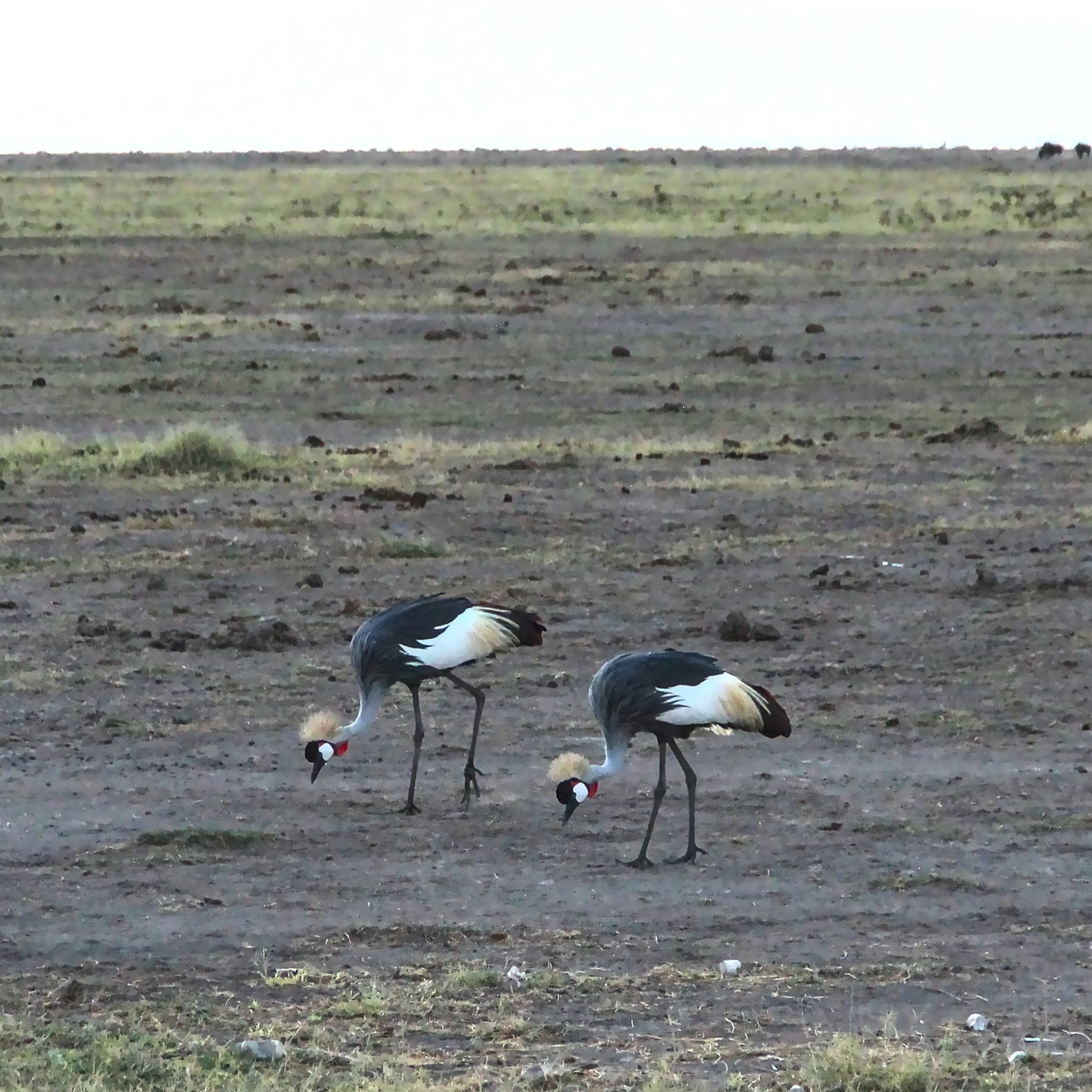 Crowned | 2-day safari in Amboseli National Park, Kenya | FinnsAway