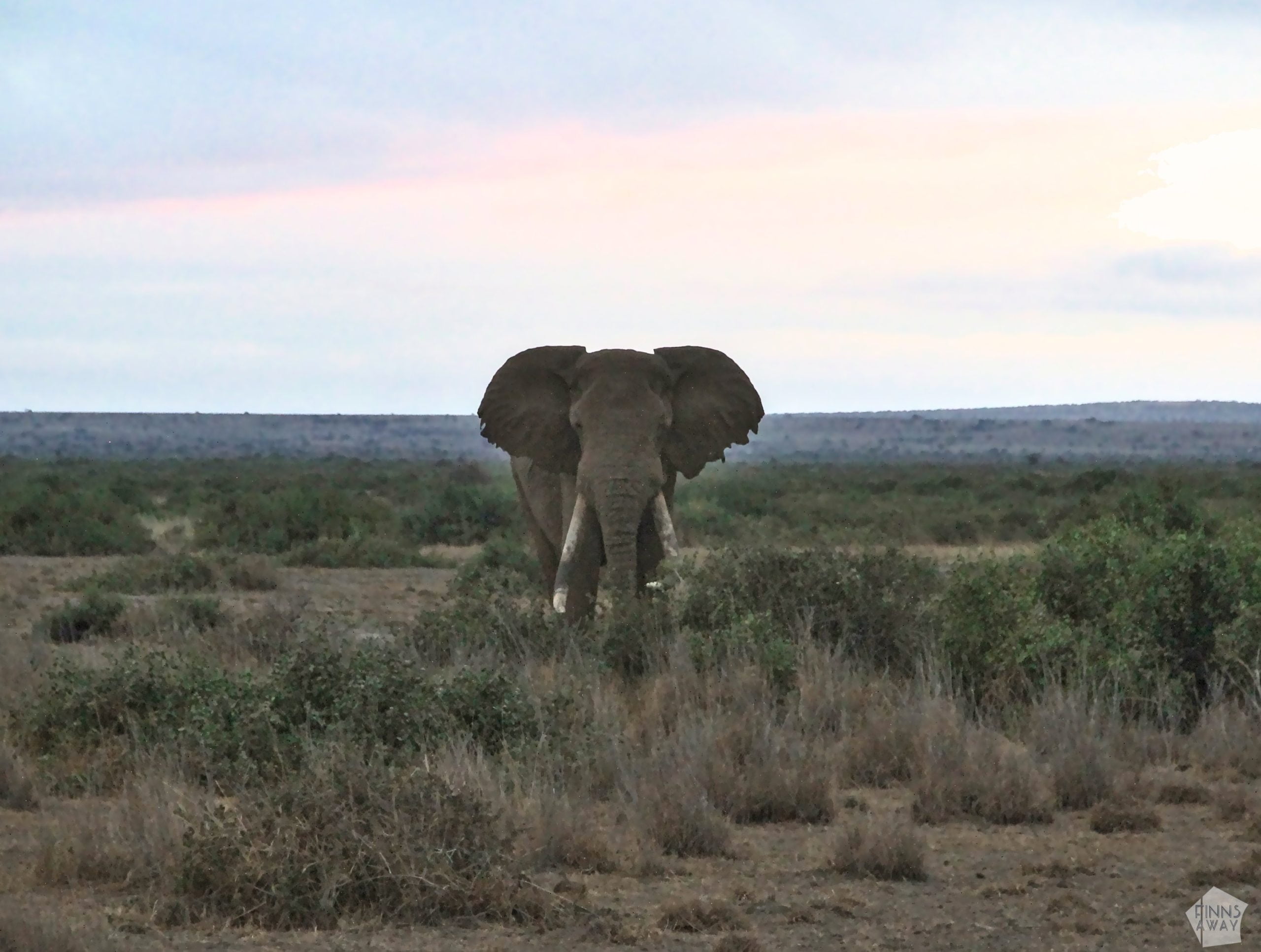 A large male elephant | 2-day safari in Amboseli National Park, Kenya | FinnsAway