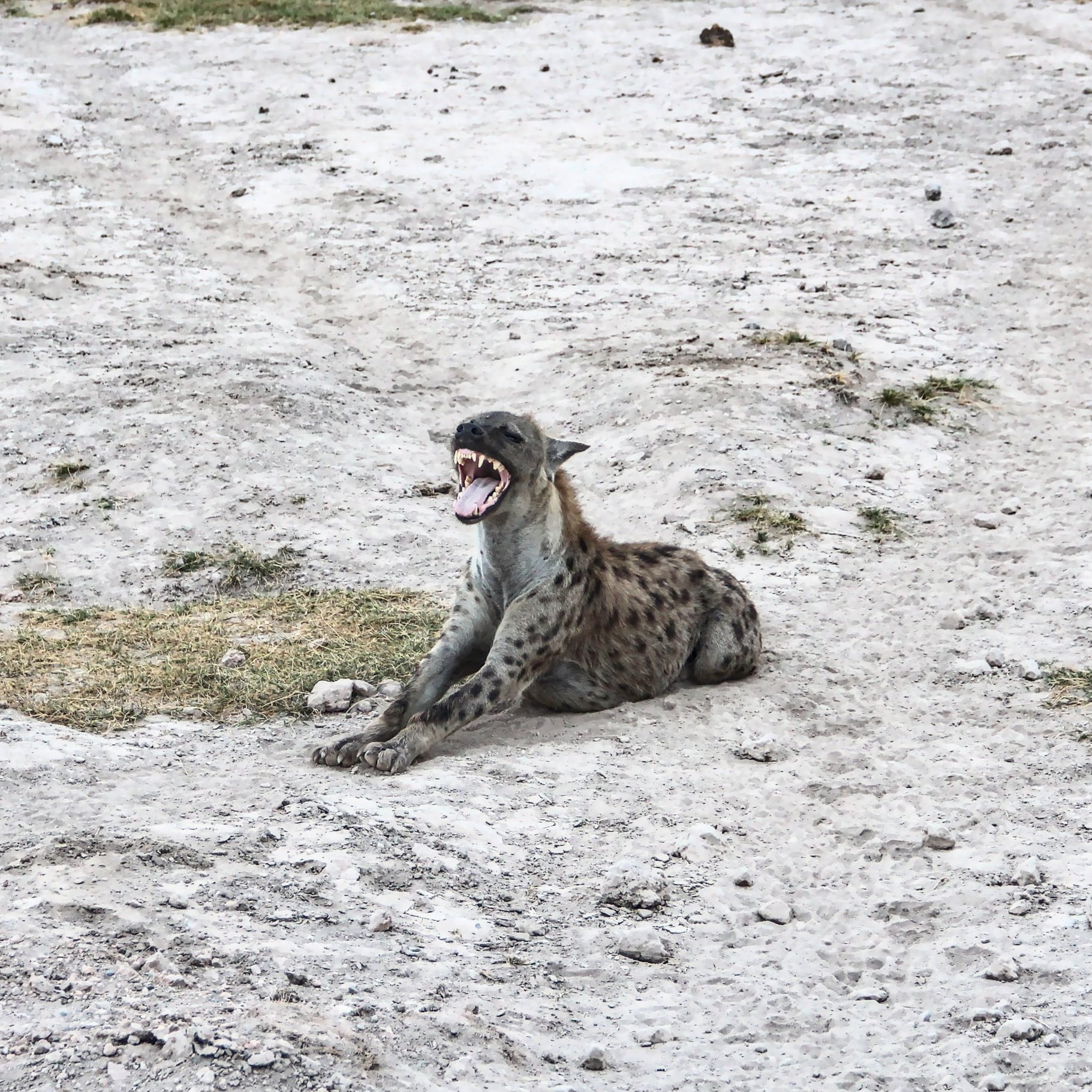 Spotted hyena yawning | 2-day safari in Amboseli National Park, Kenya | FinnsAway