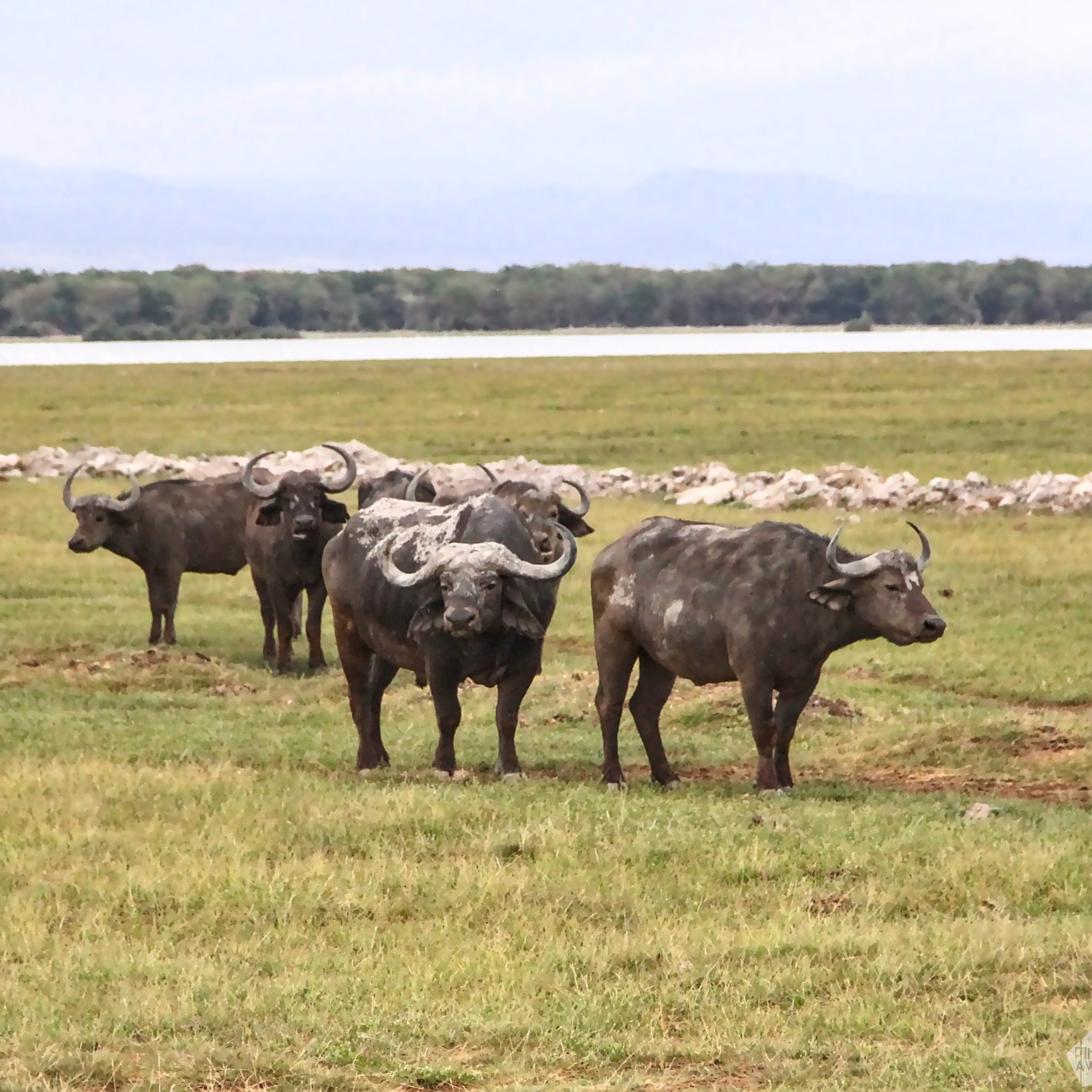 Buffaloes | 2-day safari in Amboseli National Park, Kenya | FinnsAway