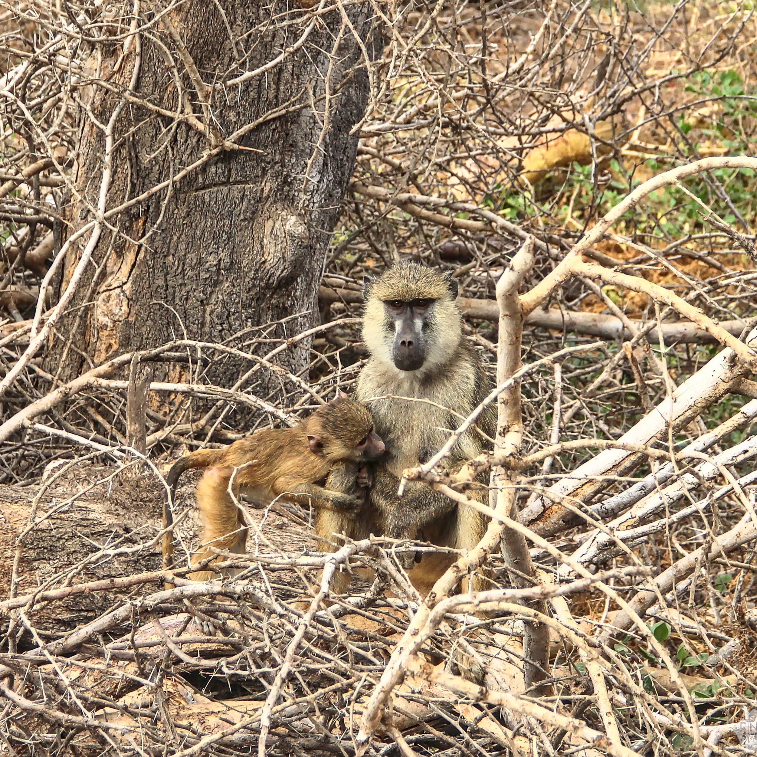 Baboon with a baby | 2-day safari in Amboseli National Park, Kenya | FinnsAway