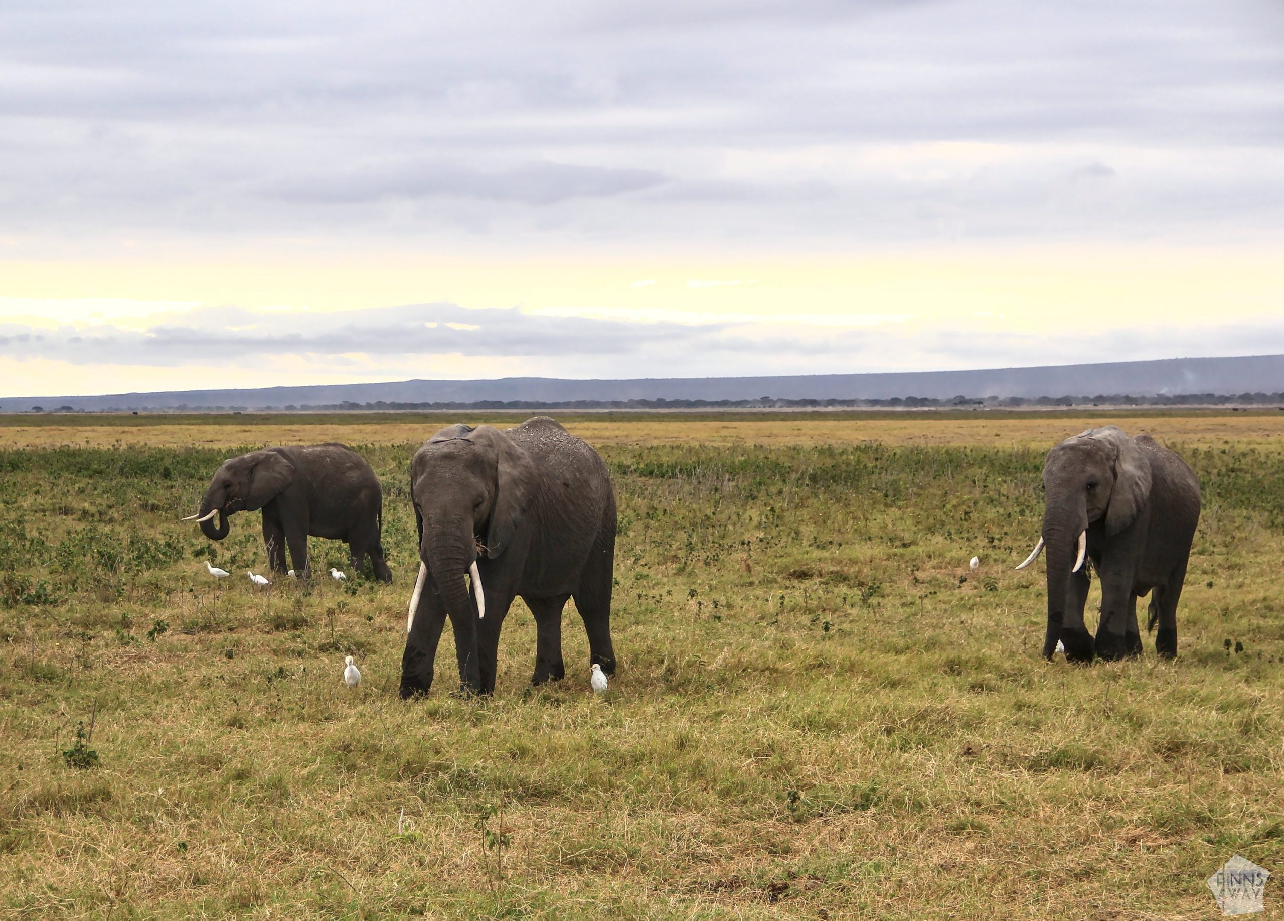Young elephants | 2-day safari in Amboseli National Park, Kenya | FinnsAway