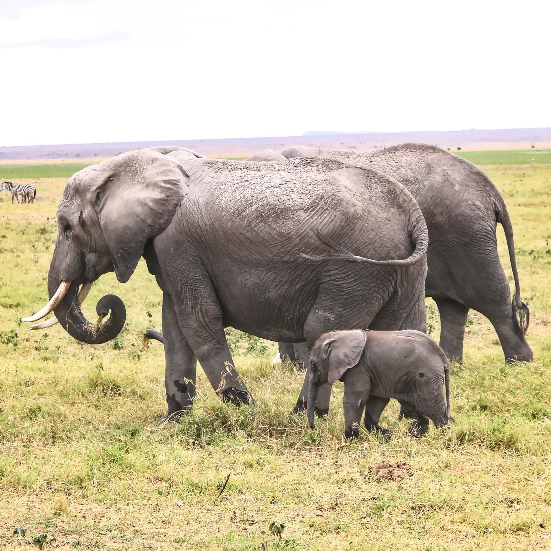 Elephants and a baby elephant | 2-day safari in Amboseli National Park, Kenya | FinnsAway