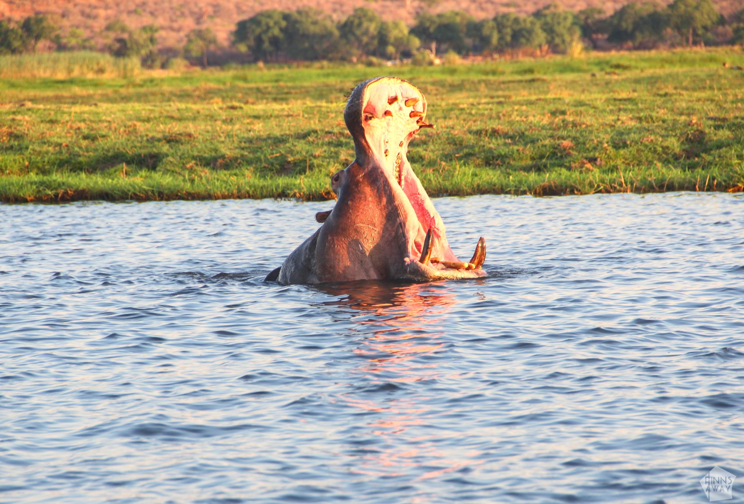 Hippo in Chobe River Botswana