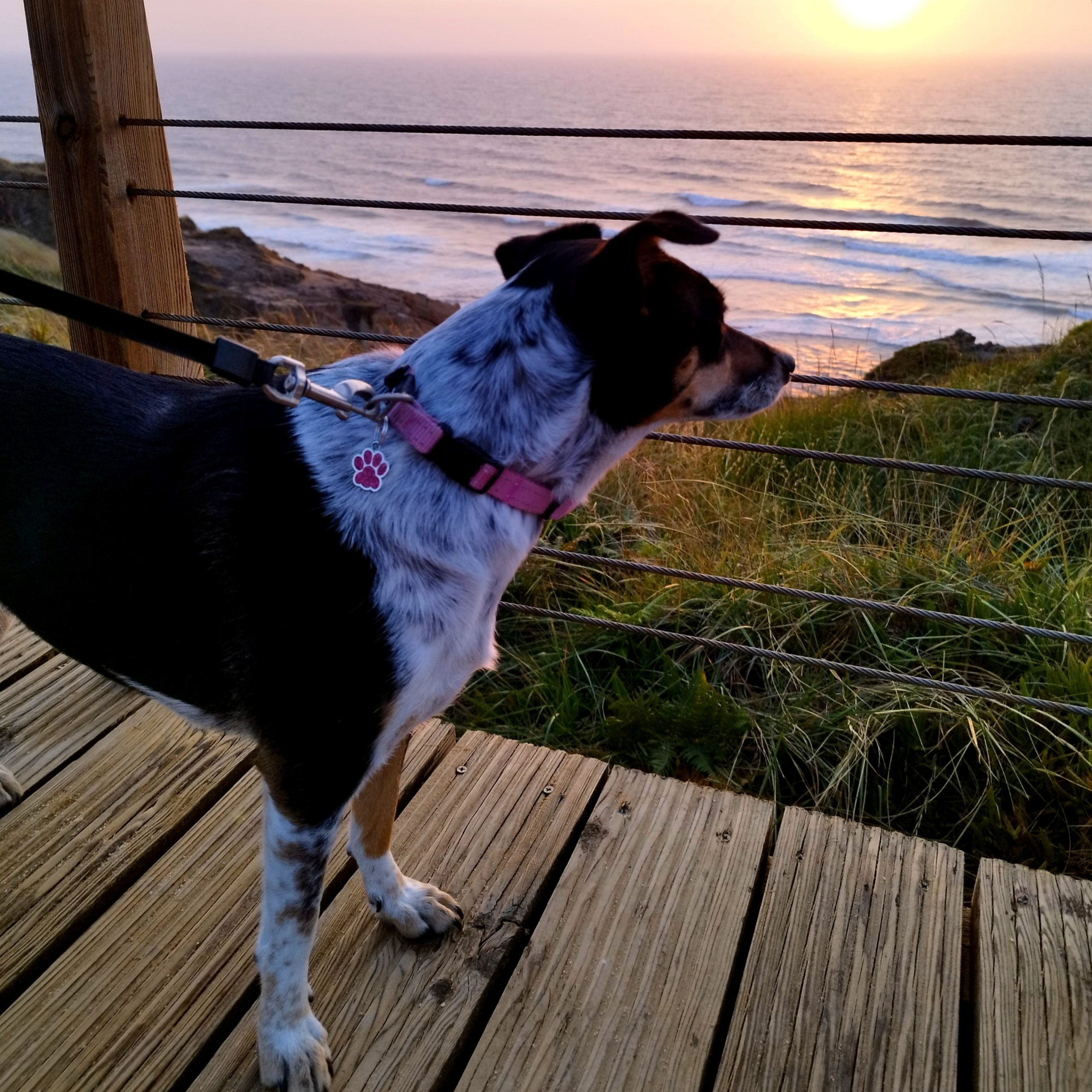Dog by the sea in Foz do Arelho , Portugal | Nomad year 2023 summary | FinnsAway Travel Blog