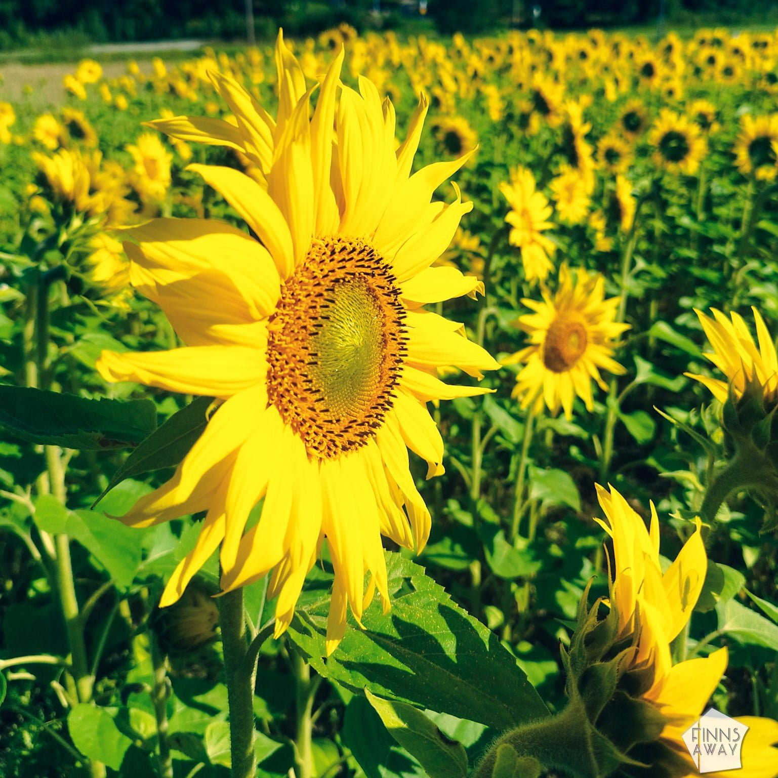 Sunflower field in Finland | Nomad year 2023 summary | FinnsAway Travel Blog