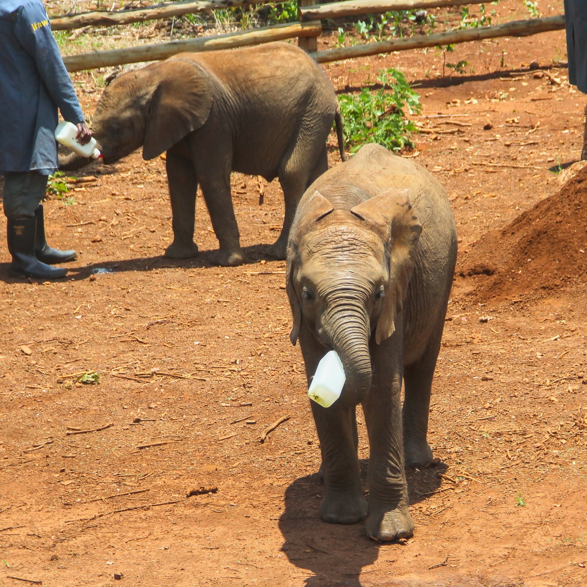 Lusaka Elephant Orphanage Zambia