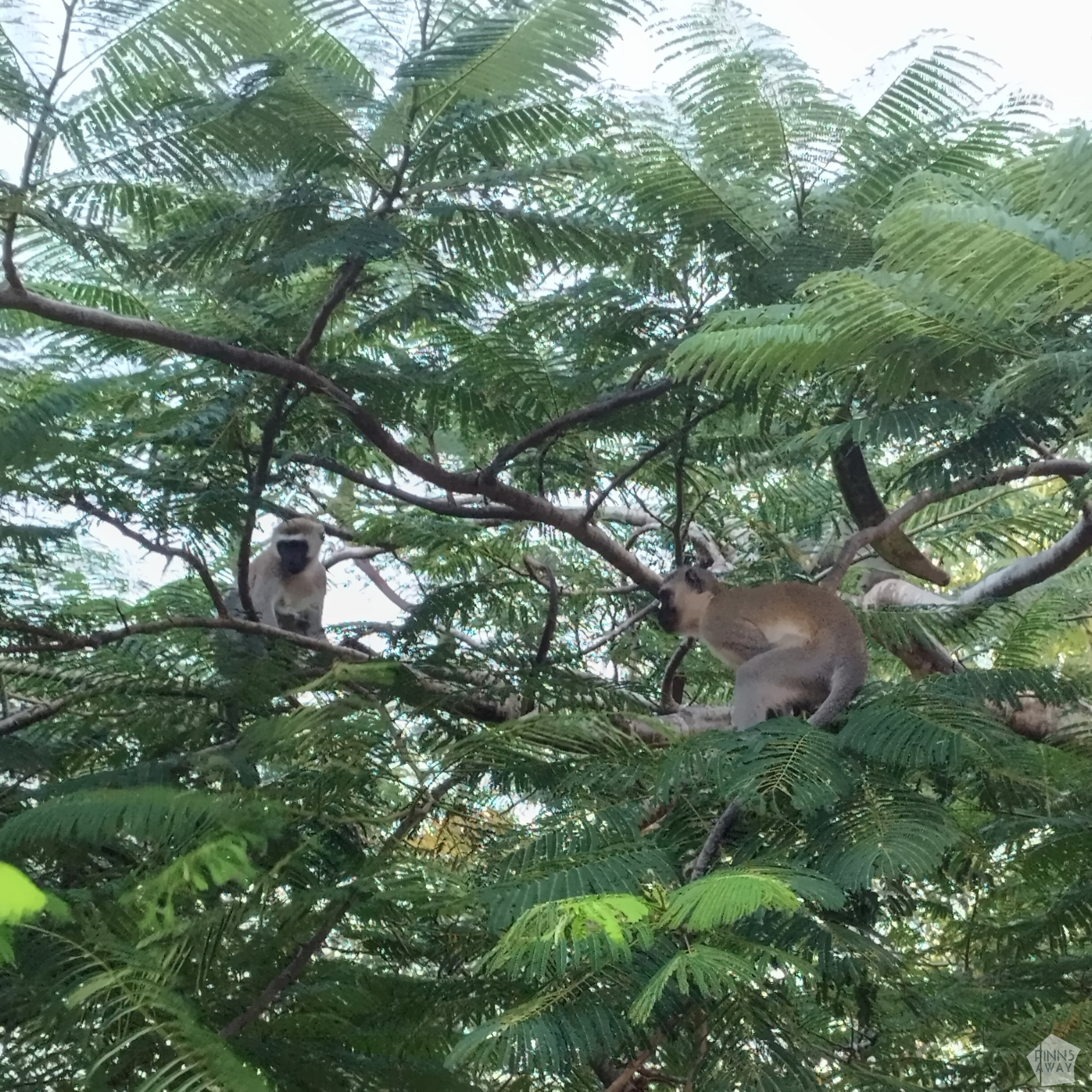 Velvet monkeys in a tree | Postcards from Mombasa and Diani Beach | FinnsAway Nomadic Travels