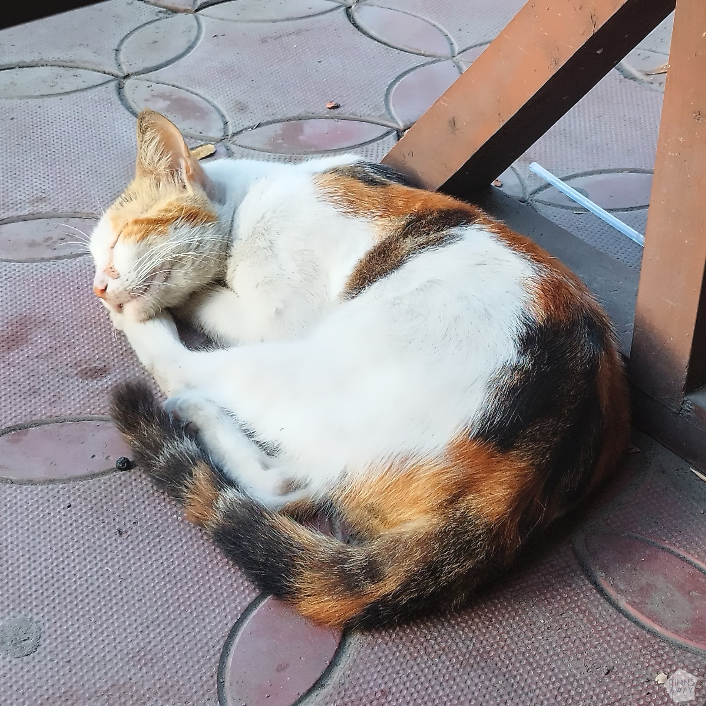 Sleeping cat | Postcards from Mombasa and Diani Beach | FinnsAway Nomadic Travels