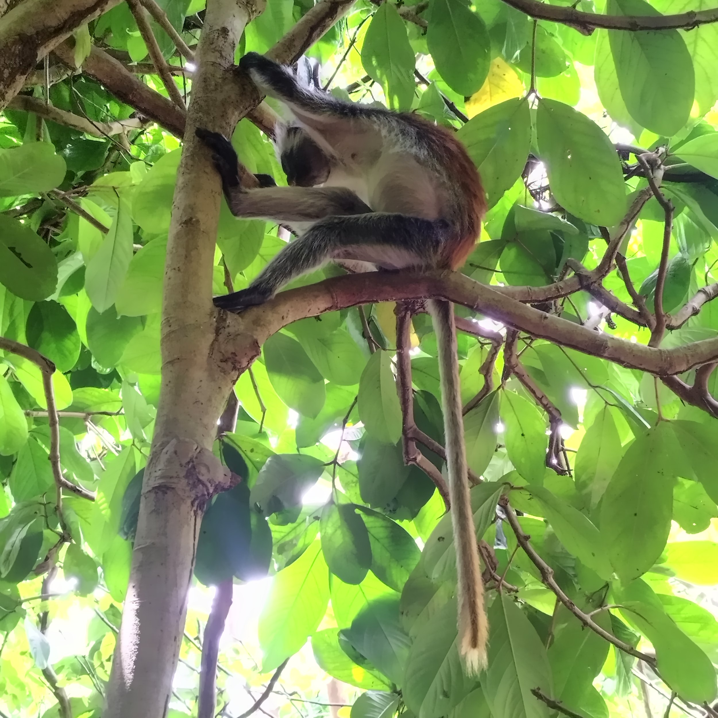 Red Colobus monkey in Jozani Forest, Zanzibar | Tanzania | FinnsAway nomadic travels
