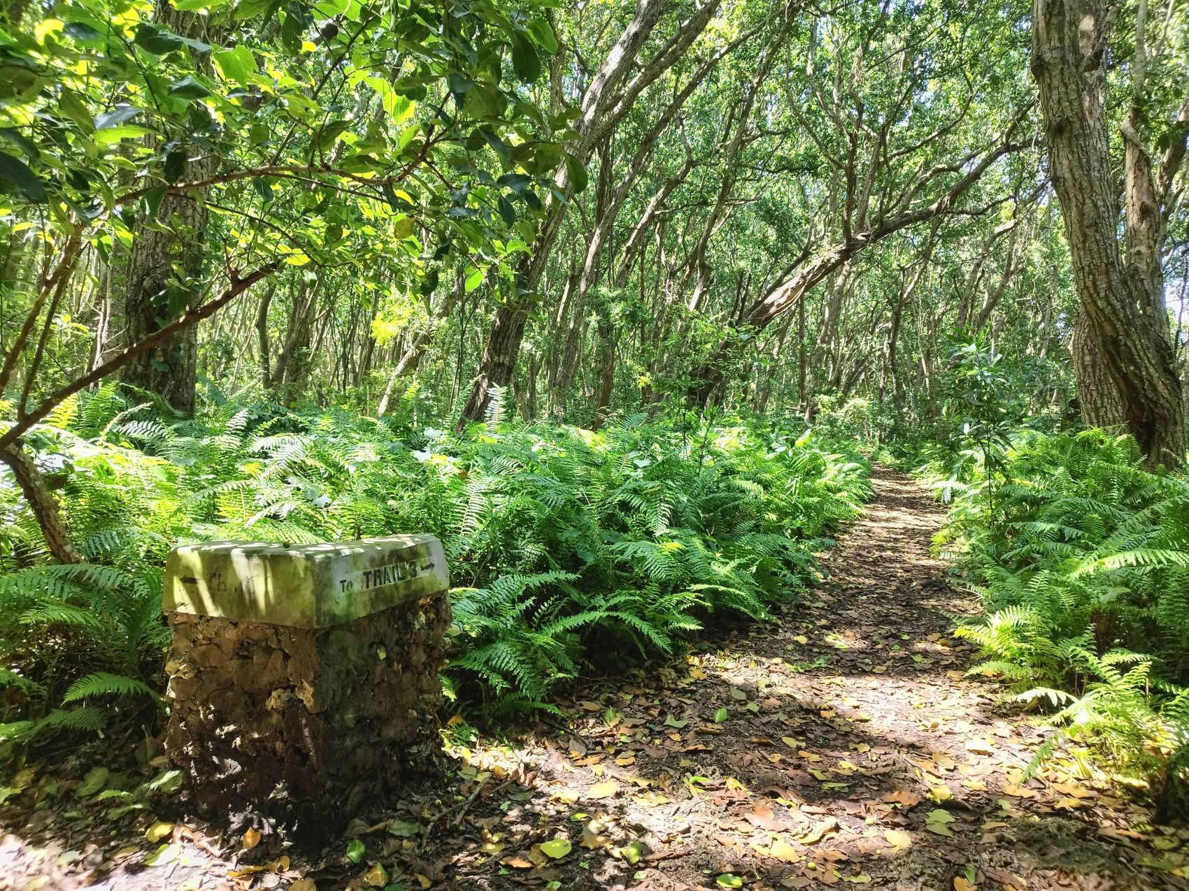 Jozani Forest, Zanzibar | Tanzania | FinnsAway nomadic travels
