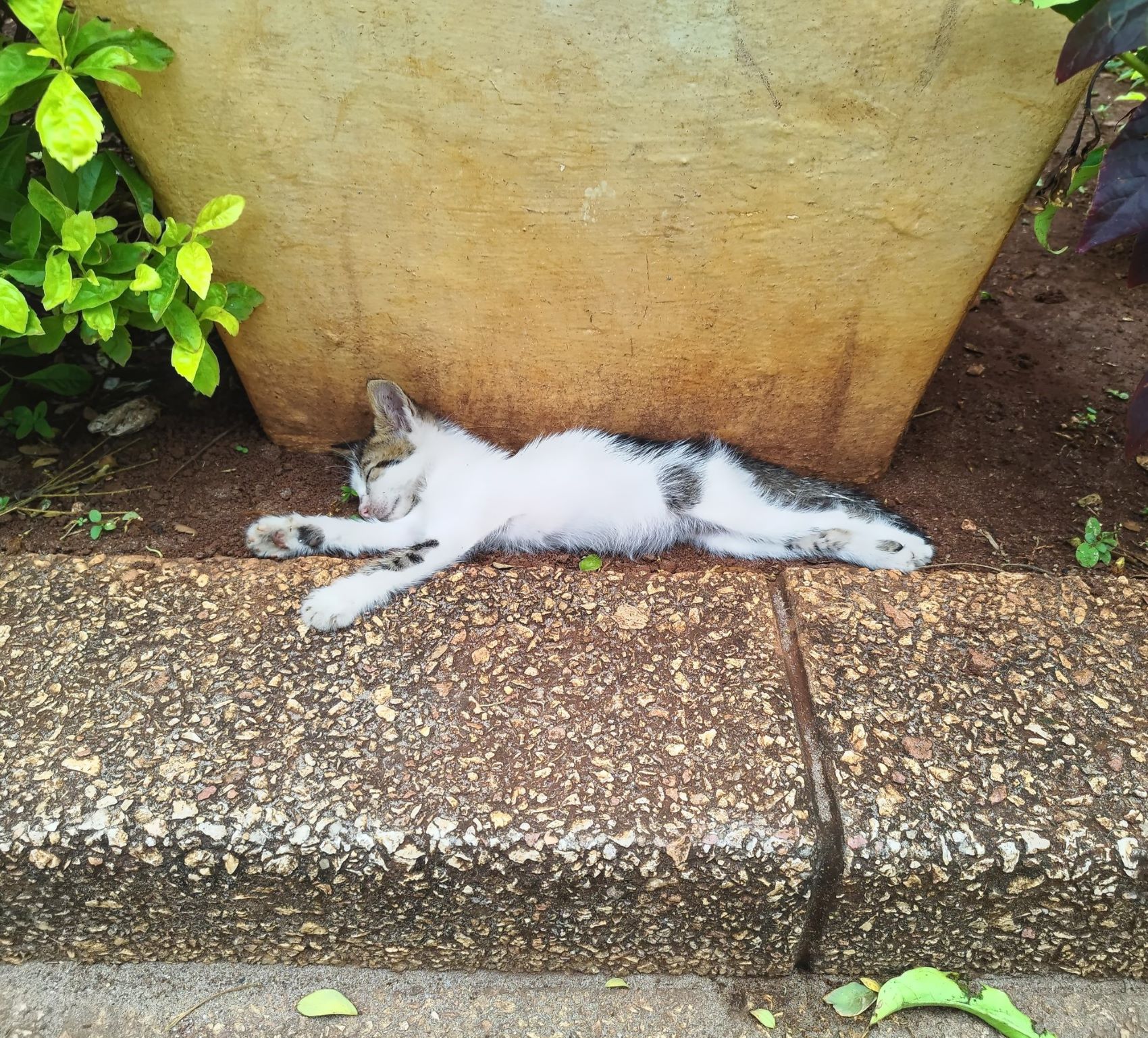 Kitten in Rock Town, Zanzibar | Tanzania | FinnsAway nomadic travels