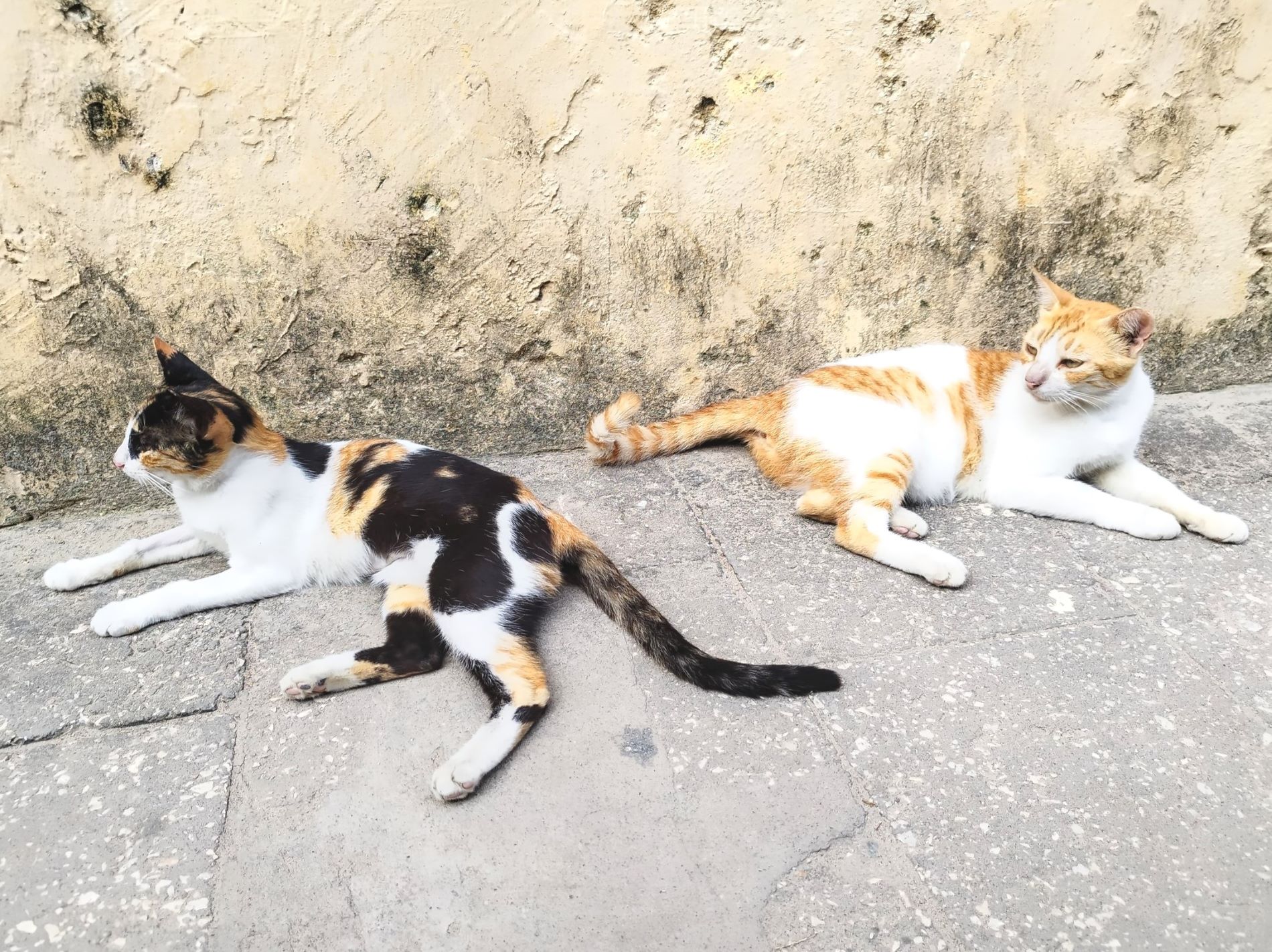 Cats in Rock Town, Zanzibar | Tanzania | FinnsAway nomadic travels