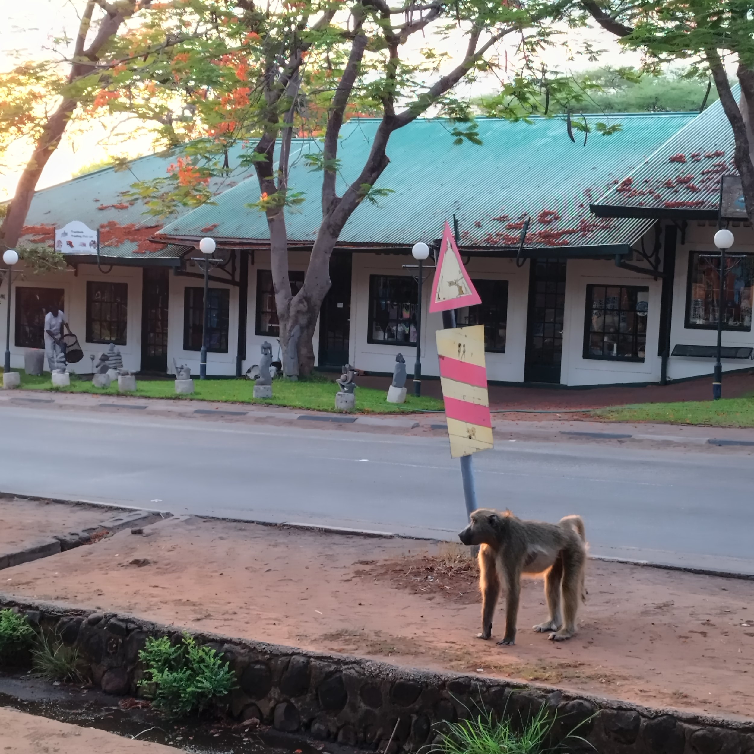 Baboon in Victoria Falls Town, Zimbabwe | FinnsAway Nomadic Life