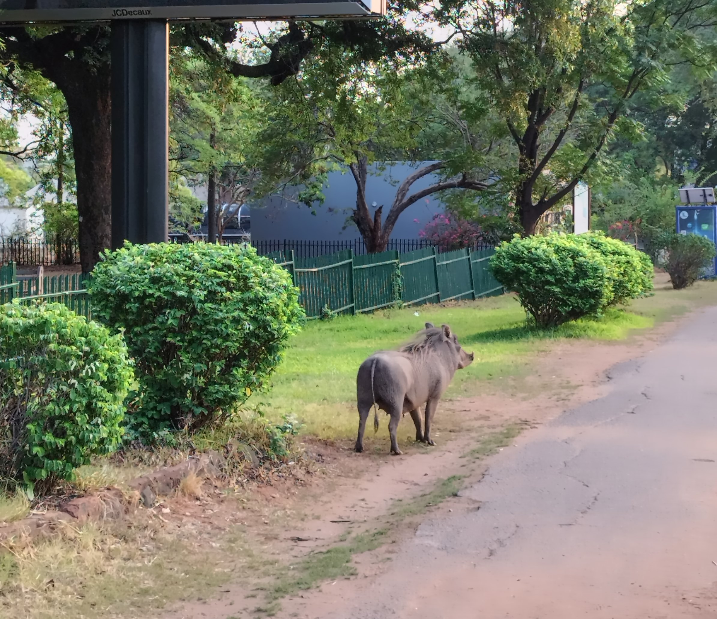 Wild boar by a road in Victoria Falls Town, Zimbabwe | FinnsAway Nomadic Life