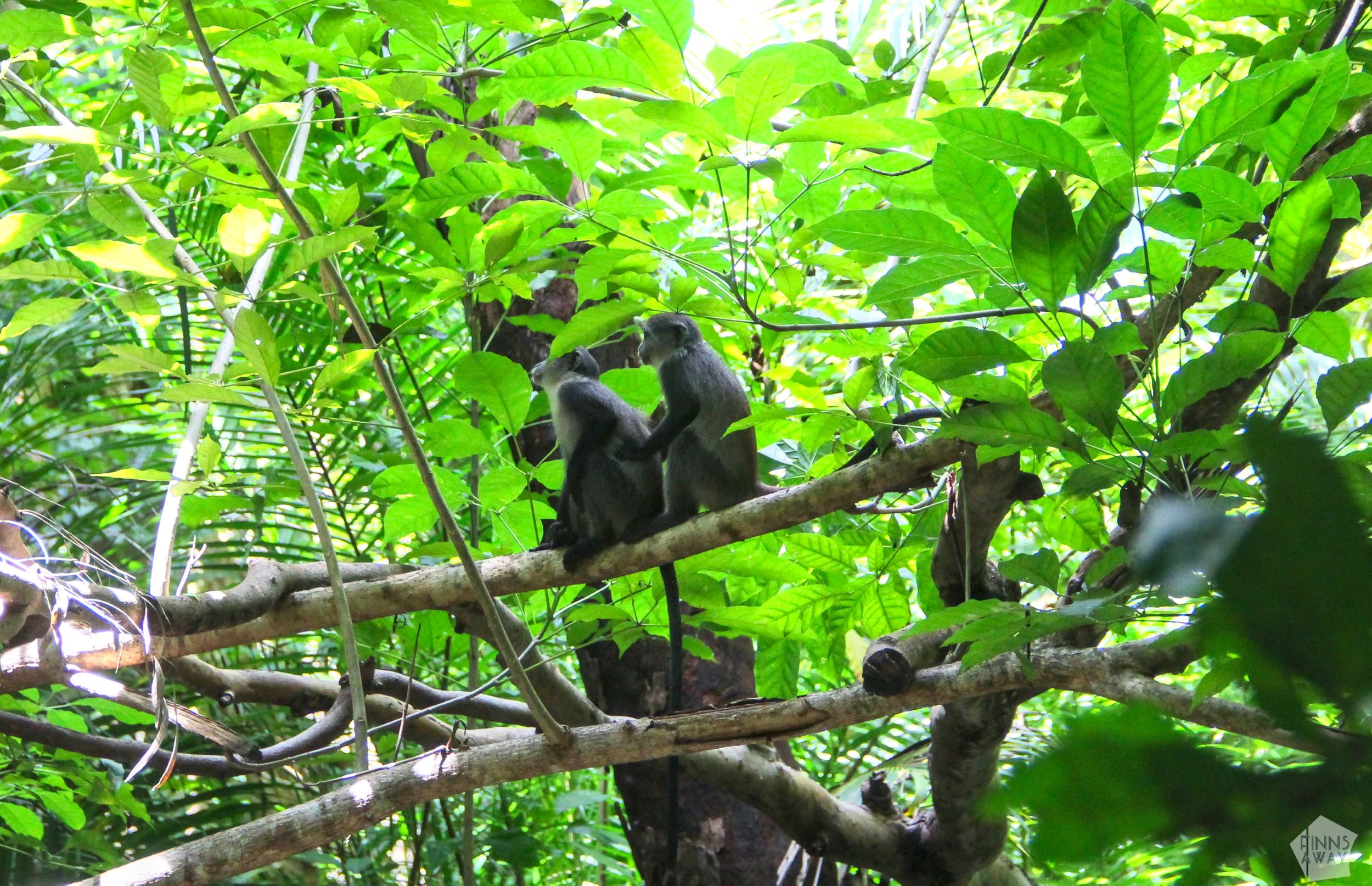 Jozani Forest, Zanzibar | Tanzania | FinnsAway nomadic travels