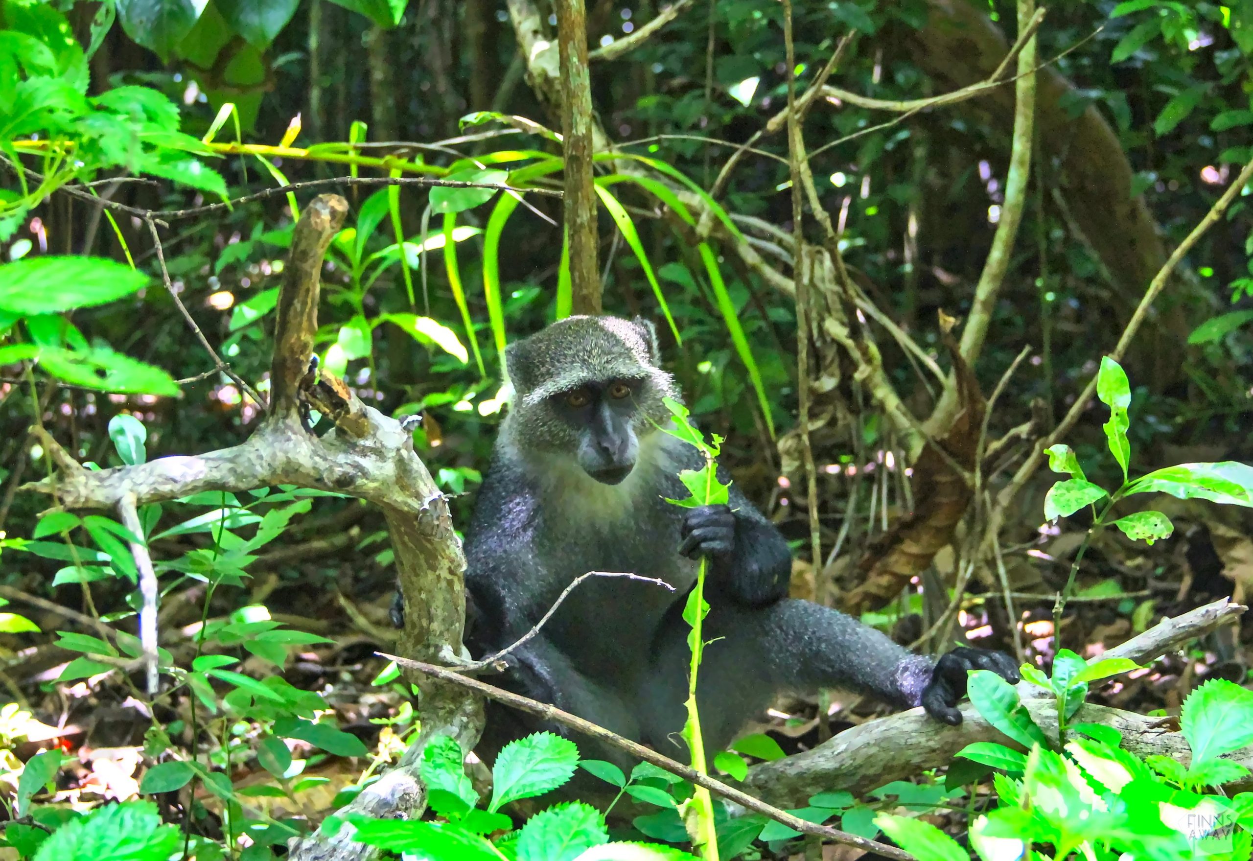 Jozani Forest, Zanzibar | Tanzania | FinnsAway nomadic travels