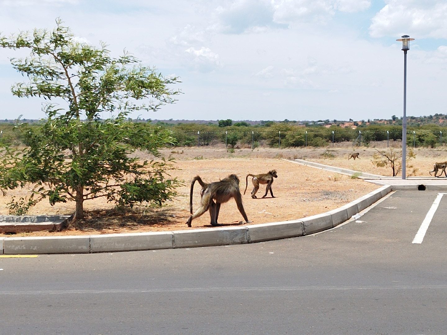 Baboons on Botswana border | Boat safari on the Chobe River in Botswana | FinnsAway Nomad Travels