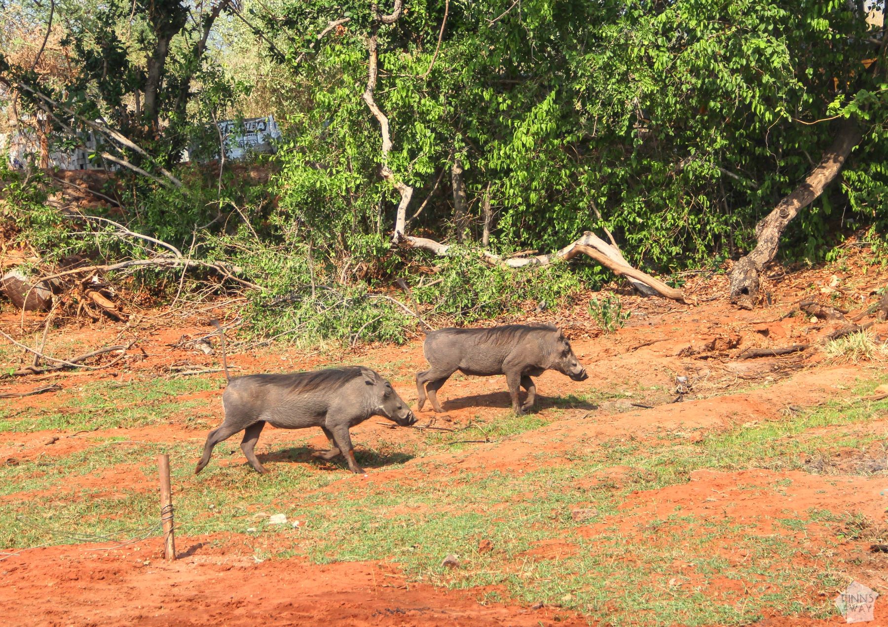 Warthogs | Boat safari on the Chobe River in Botswana | FinnsAway Nomad Travels