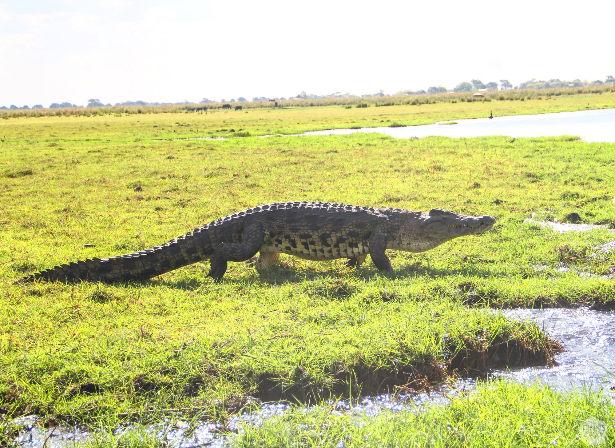 Nile crocodile | Boat safari on the Chobe River in Botswana | FinnsAway Nomad Travels