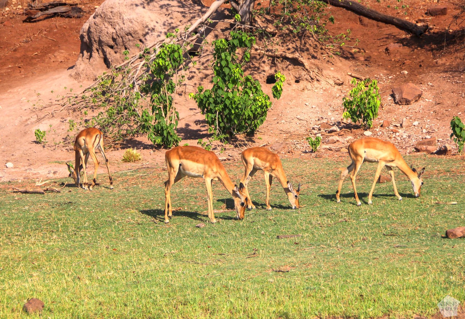 Impalas | Boat safari on the Chobe River in Botswana | FinnsAway Nomad Travels