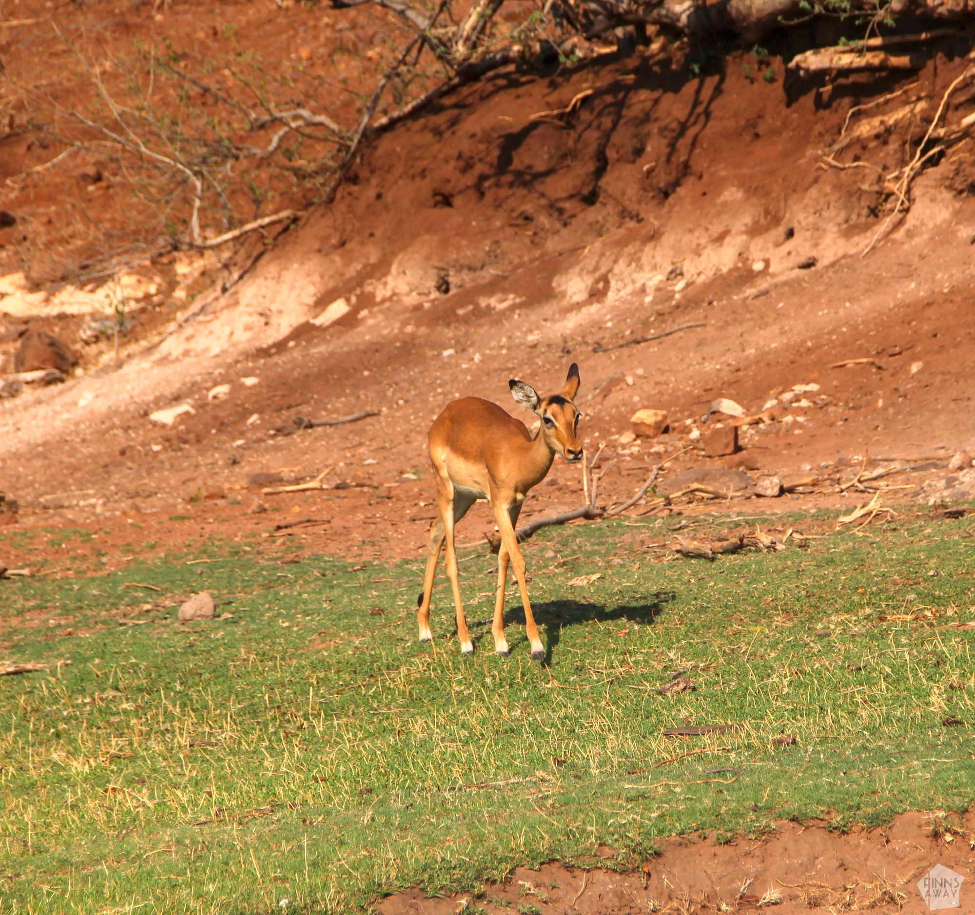 Impala | Boat safari on the Chobe River in Botswana | FinnsAway Nomad Travels