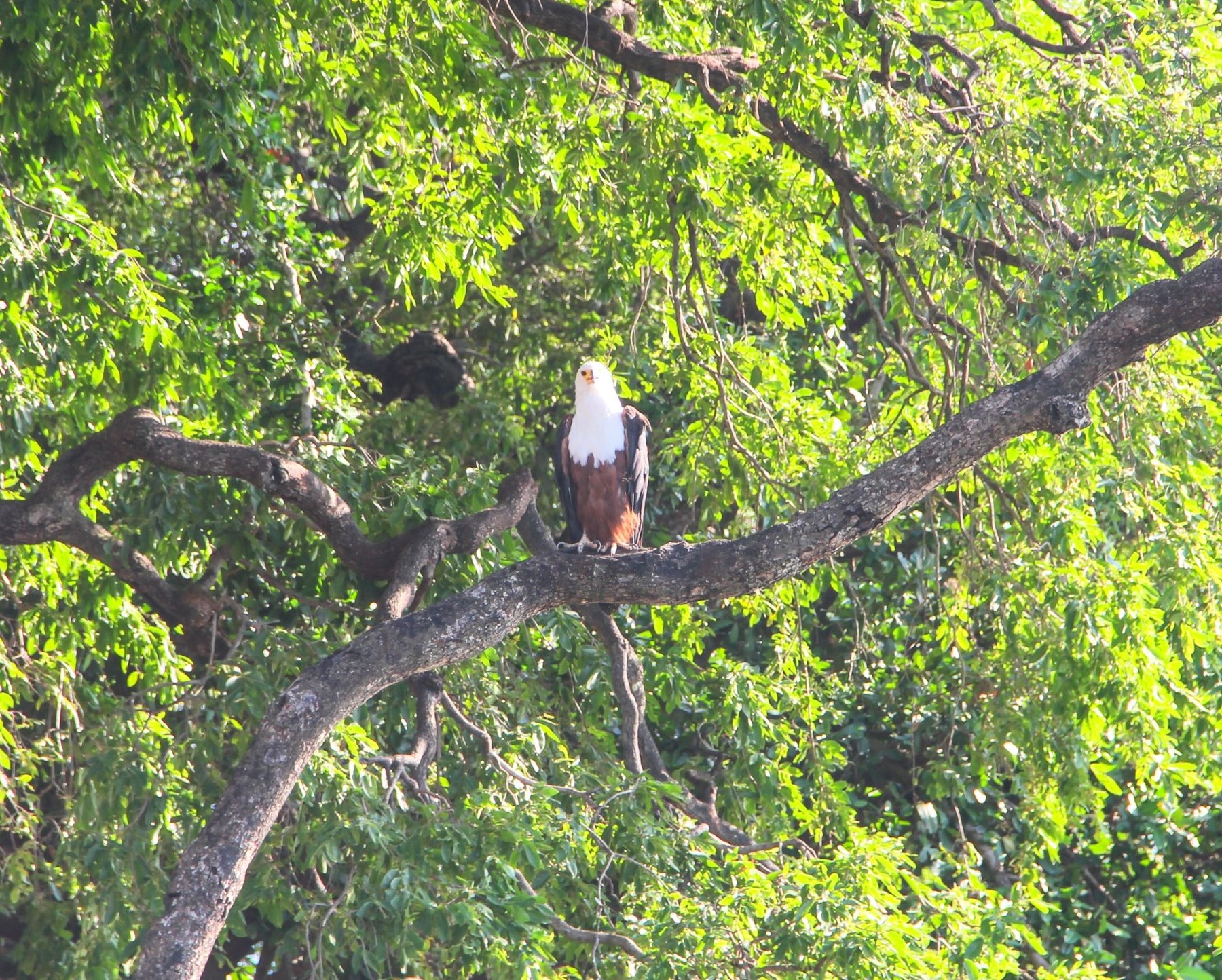 African fish eagle | Boat safari on the Chobe River in Botswana | FinnsAway Nomad Travels