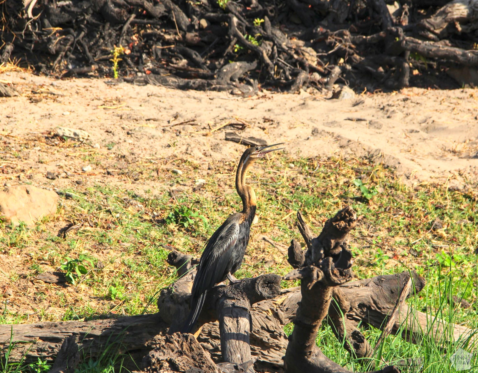 Glossy ibis | Boat safari on the Chobe River in Botswana | FinnsAway Nomad Travels