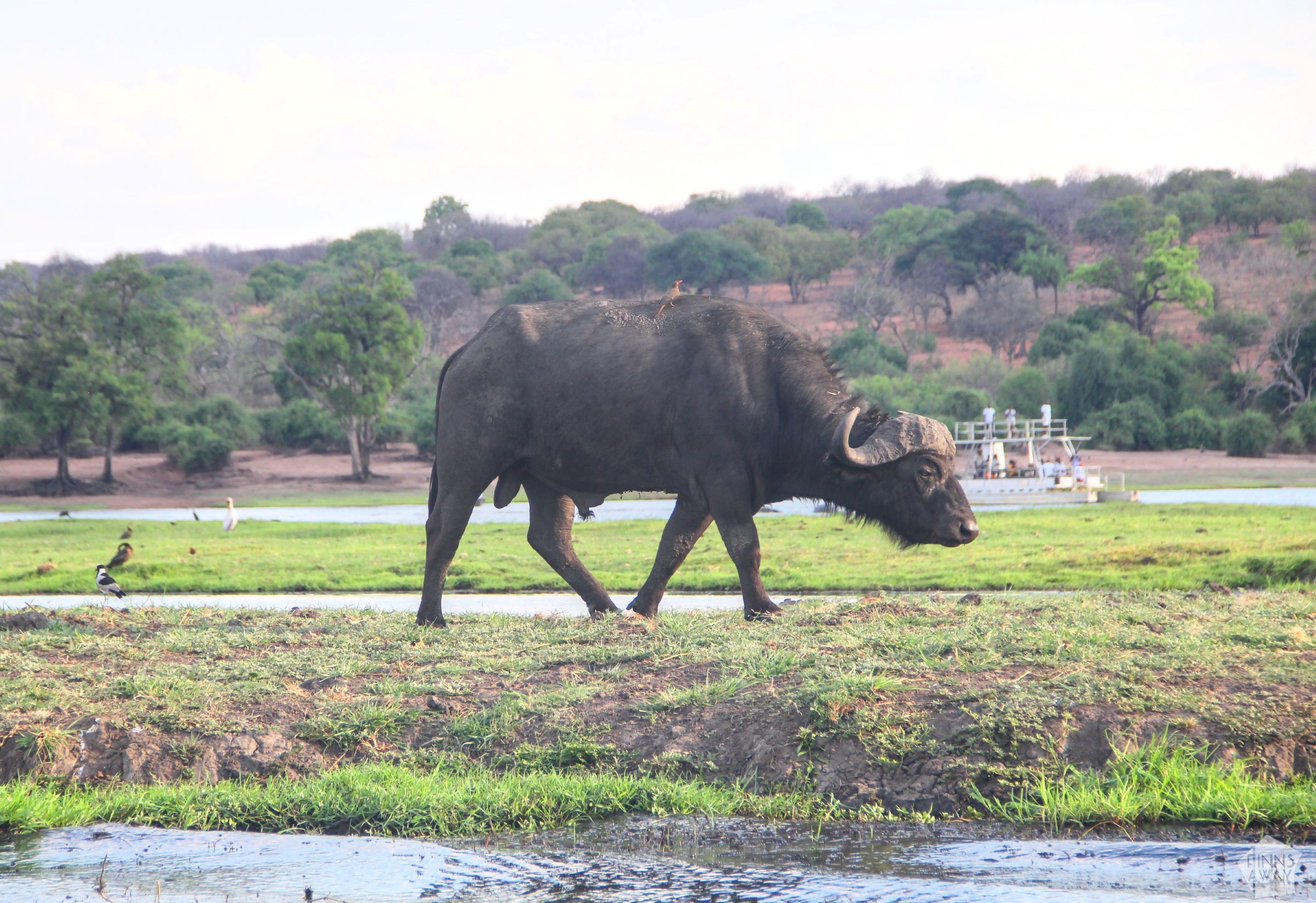 Cape buffalo | Boat safari on the Chobe River in Botswana | FinnsAway Nomad Travels
