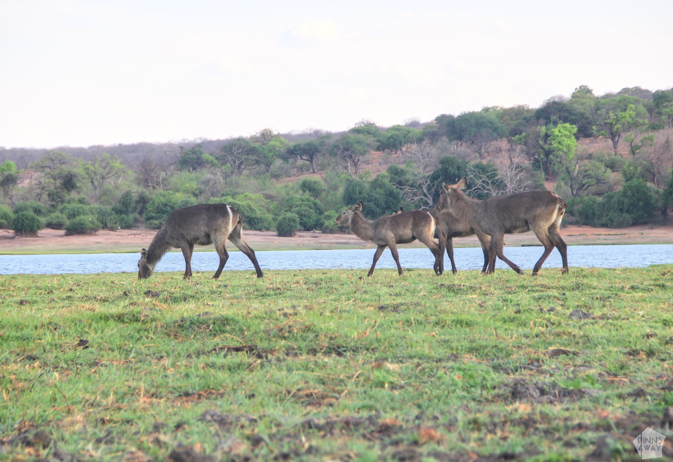 Antelopes on Chobe | Boat safari on the Chobe River in Botswana | FinnsAway Nomad Travels