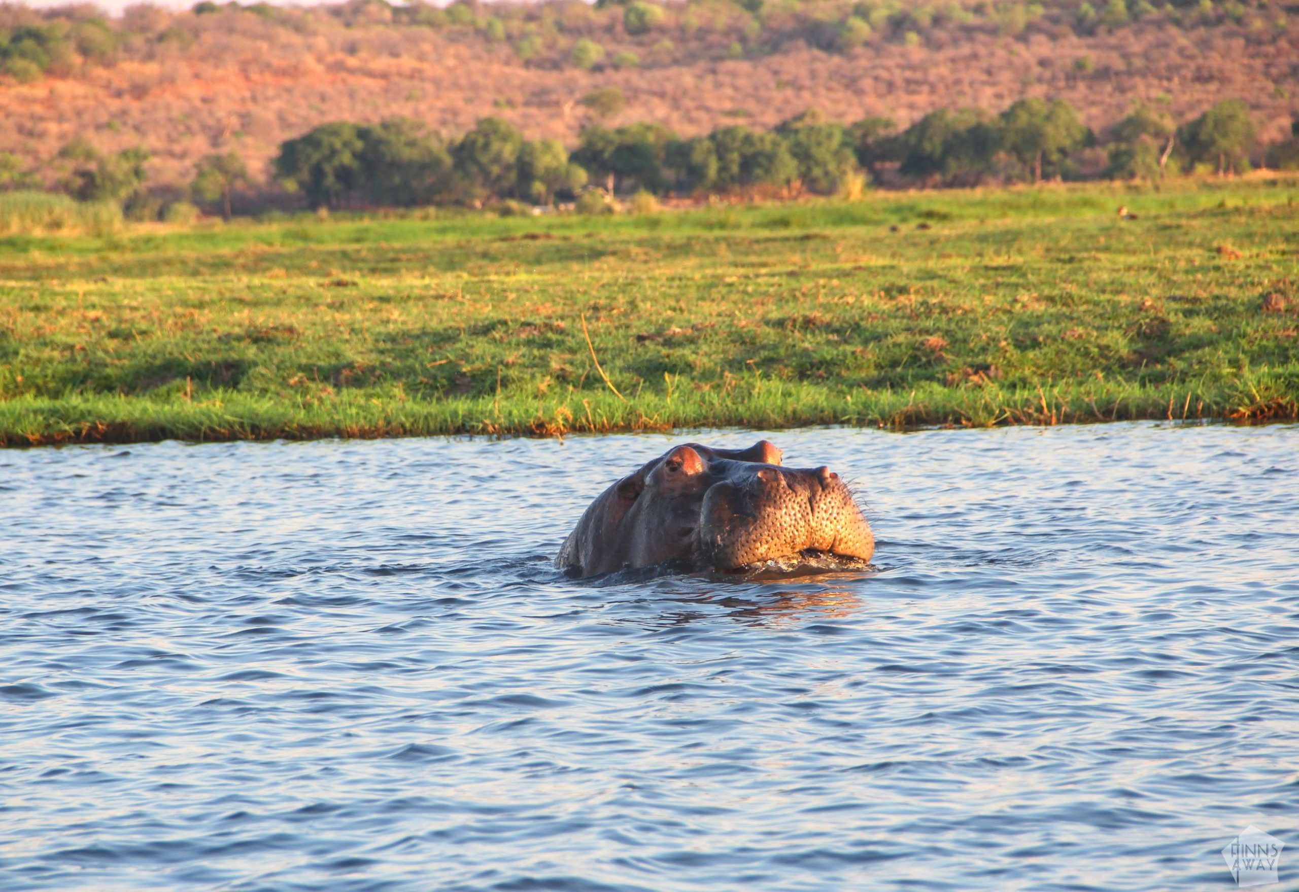 Hippo on Chobe | Boat safari on the Chobe River in Botswana | FinnsAway Nomad Travels