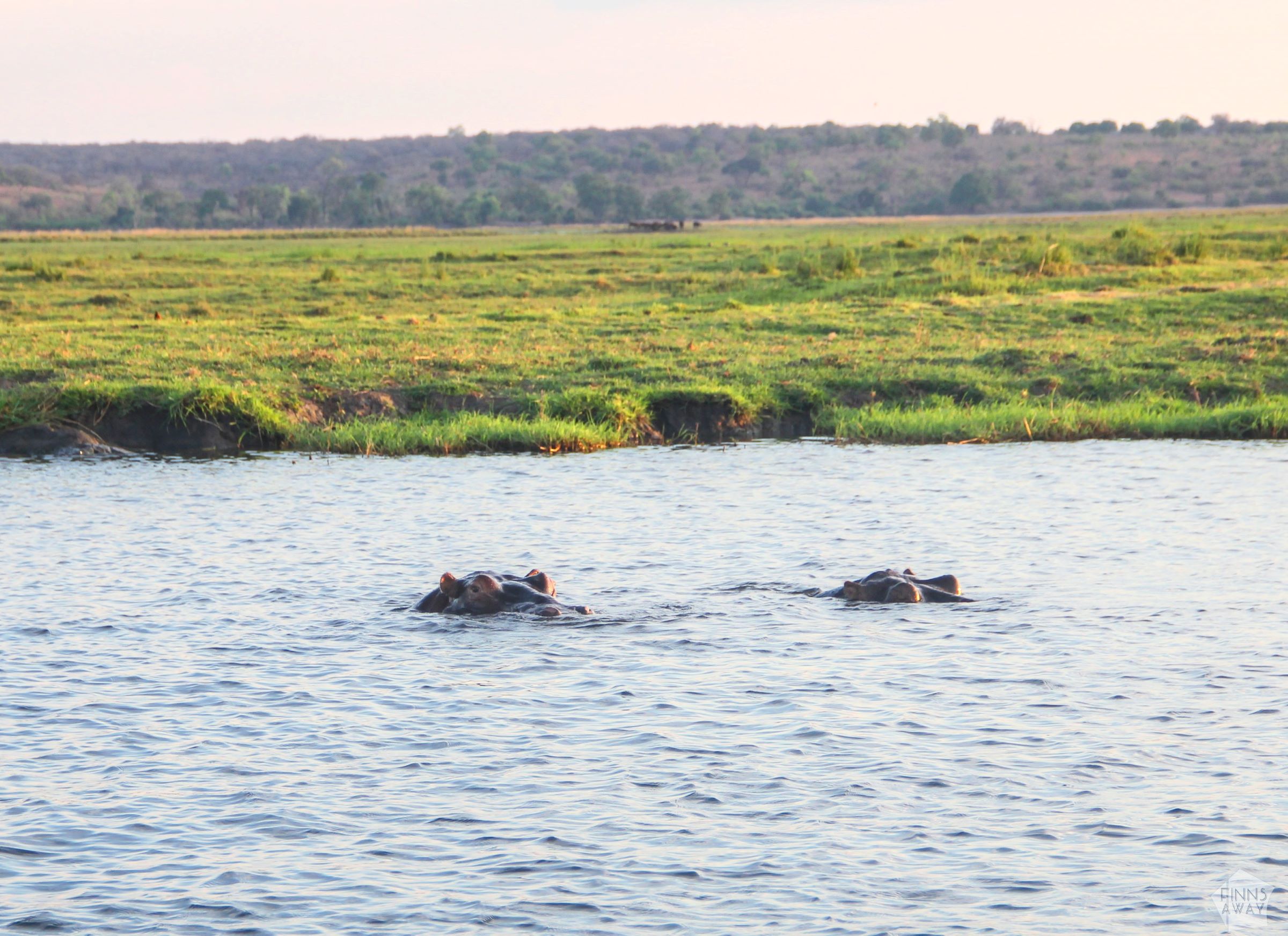 Hippos | Boat safari on the Chobe River in Botswana | FinnsAway Nomad Travels