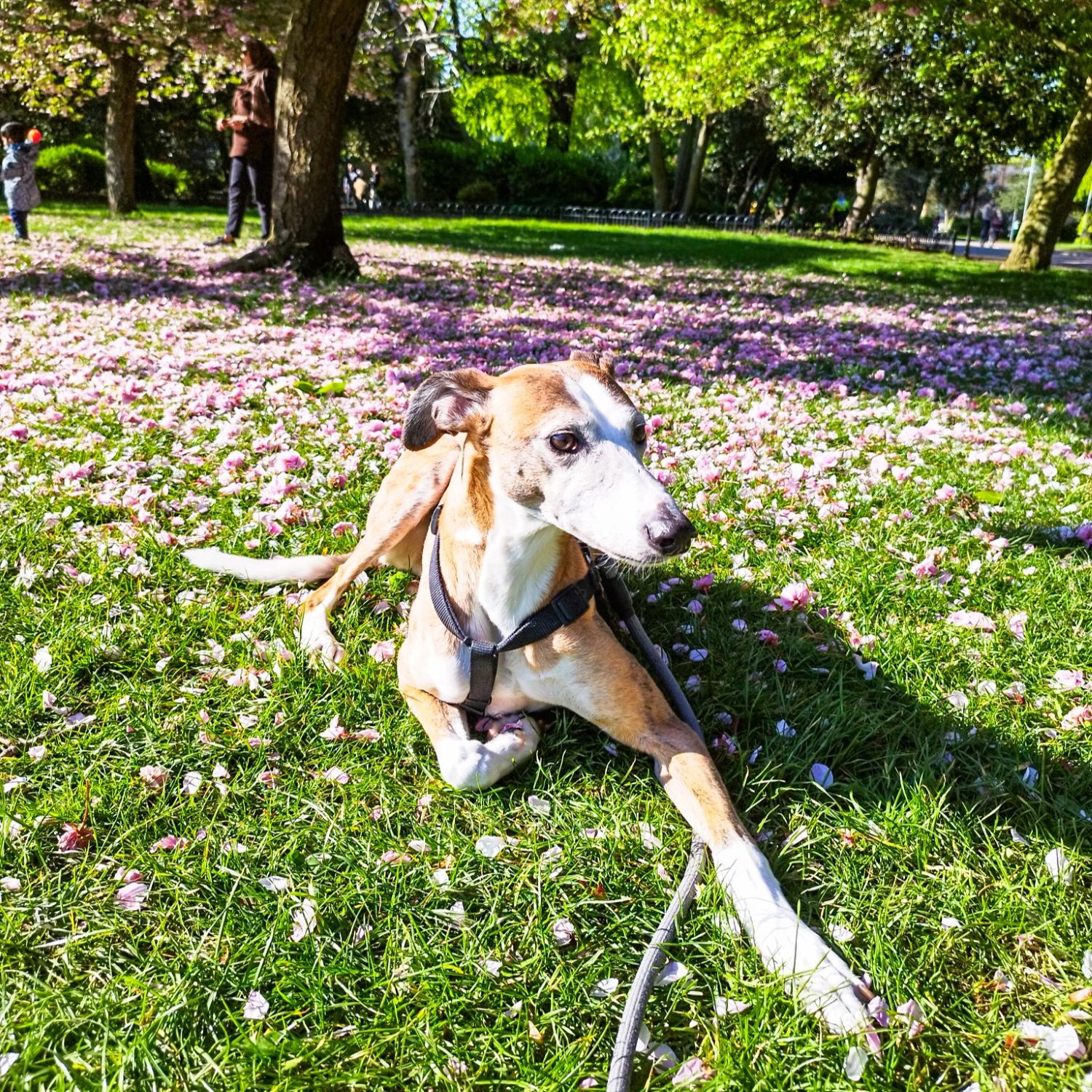 Housesitting in London, England | Nomad year 2024 summary | FinnsAway Travel Blog